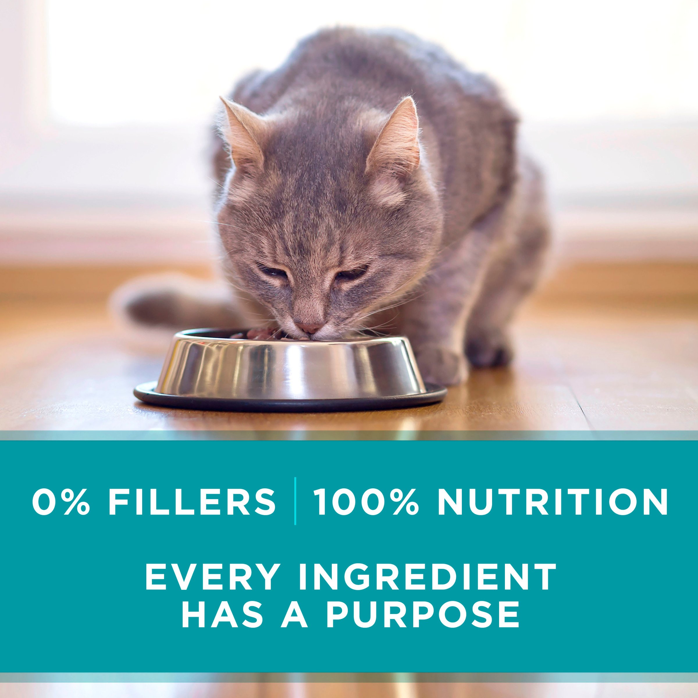 Purina ONE Grain Free Wet Cat Food - High Protein Ocean Whitefish Recipe Pate, 24 Pack of 3 oz Pull-Top Cans - Natural Nutrition for Indoor & Outdoor Cats - Perfect for Mealtime & Travel Feeding