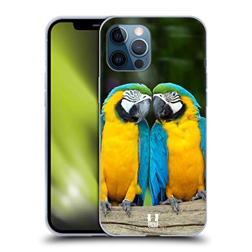 Colourful Macaw Parrot Couple