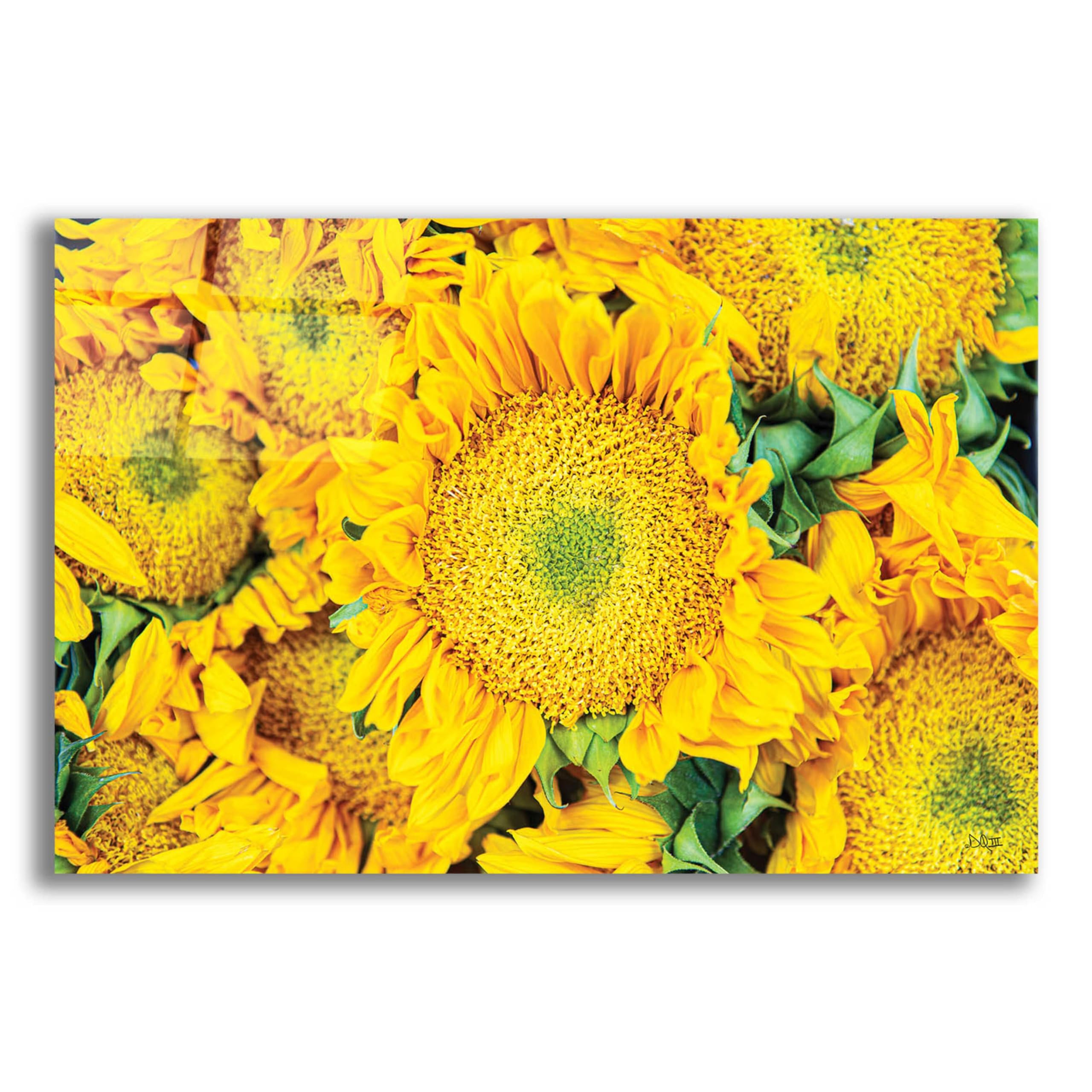 Epic Art 'Sunflower Summer' by Donnie Quillen - Vibrant Acrylic Glass Wall Art Decor 24