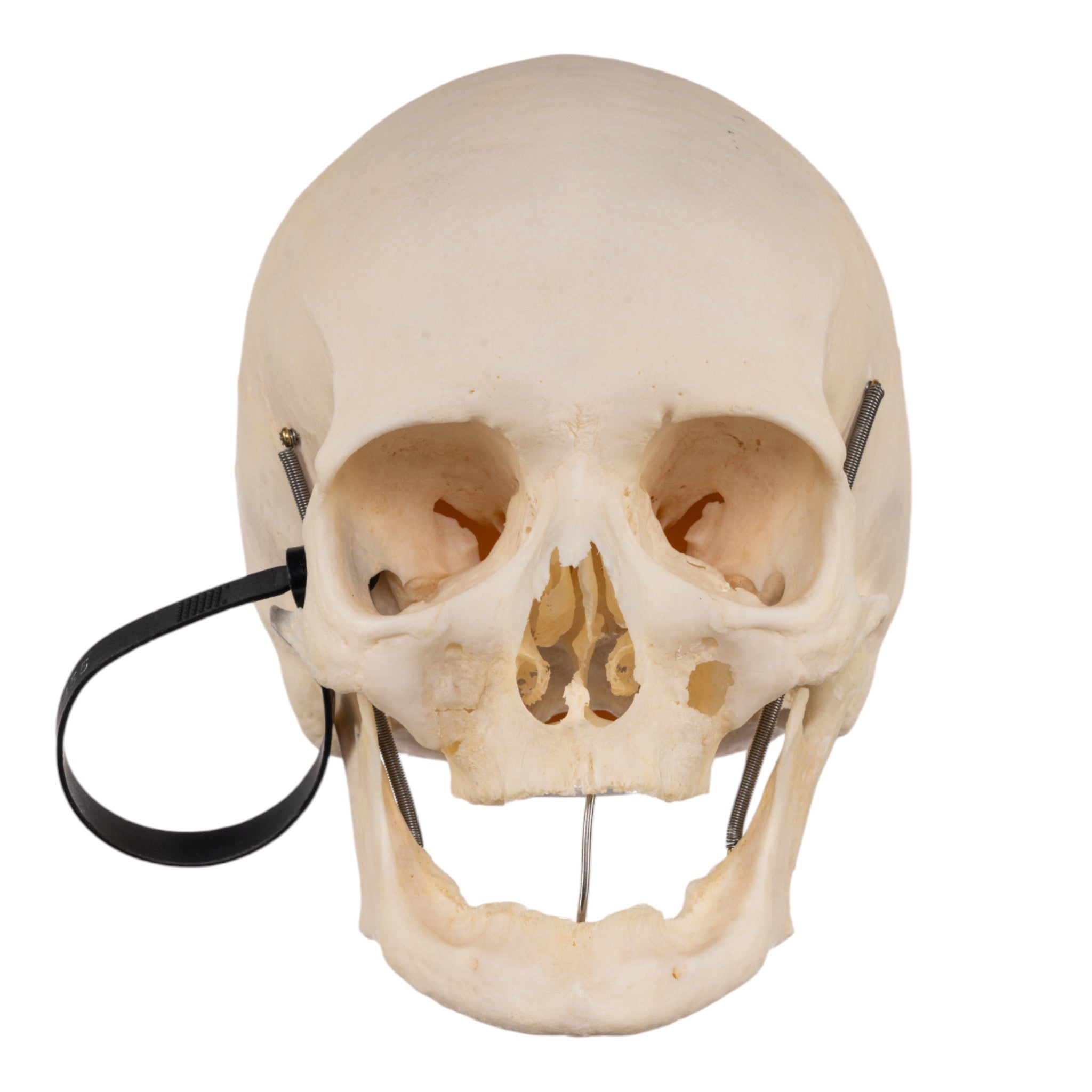 Premium Human Skull Model for Medical Research & Pathology Studies - Ideal for Anatomy Labs, Medical Training & Educational Use