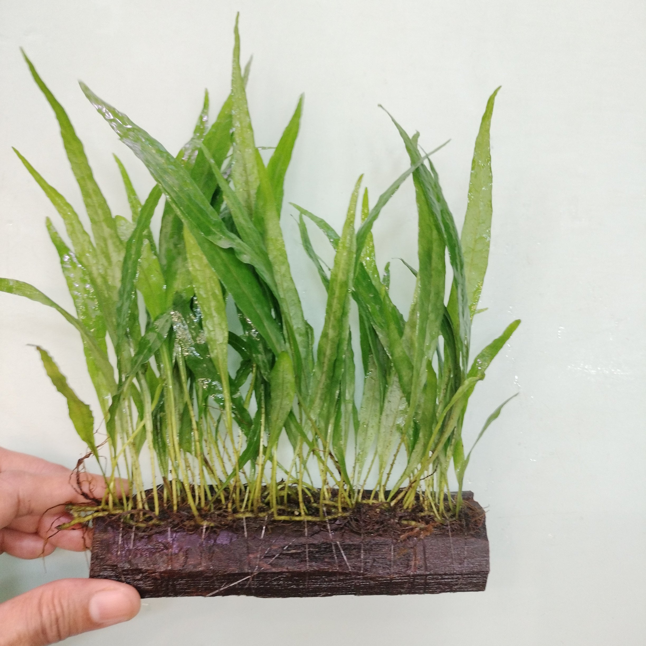 TCulture Java Fern Narrow Leaf Live Aquarium Plant (15cm) - Perfect for Freshwater Fish Tanks, Aquascaping & Low-Light Aquariums
