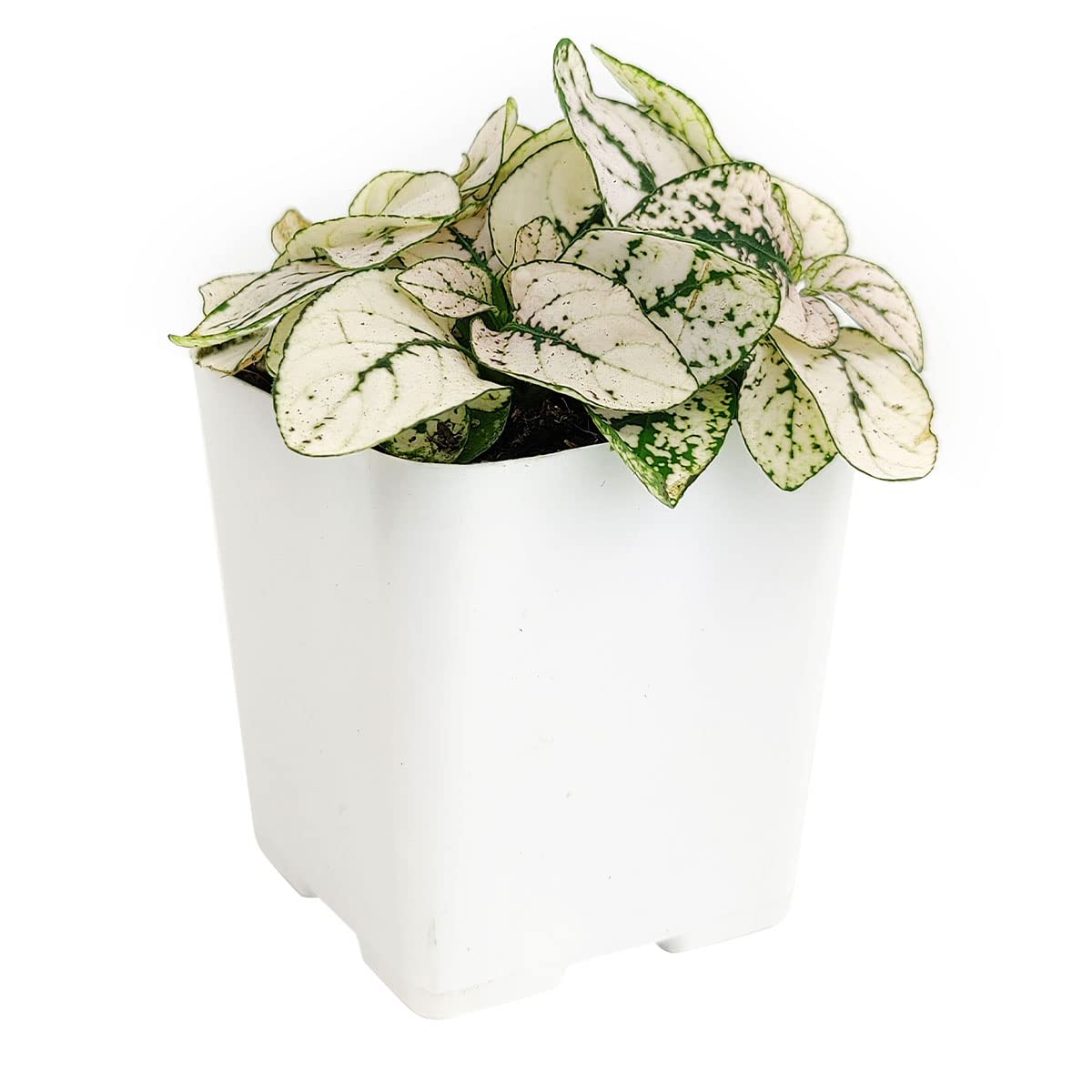 Hypoestes Phyllostachya White Splash (Polka Dot Plant) - 4