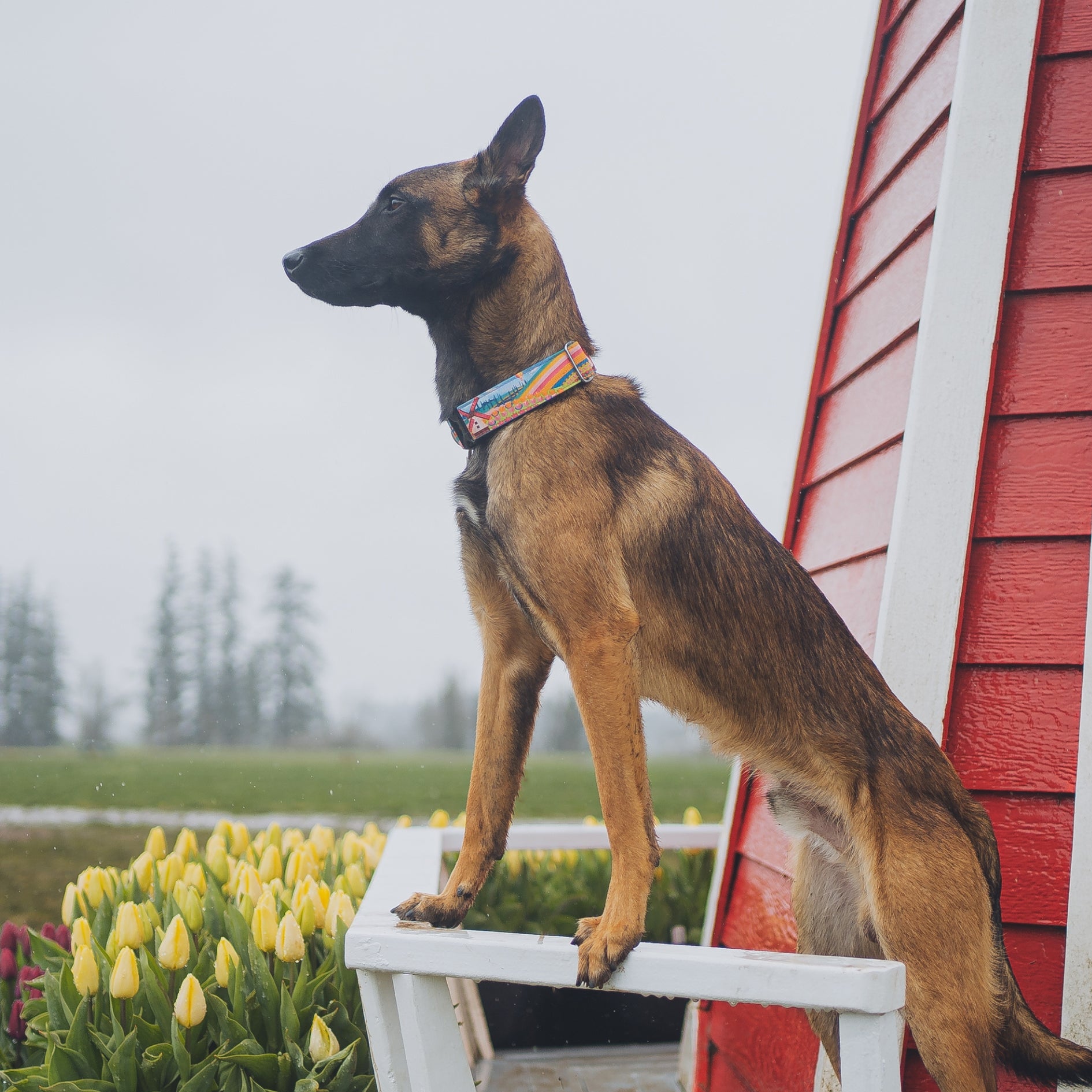 Premium Woodburn Dog Collar - Handcrafted Genuine Leather Pet Collar with Adjustable Buckle for Small Medium Large Dogs - Perfect for Daily Walks, Training & Outdoor Adventures