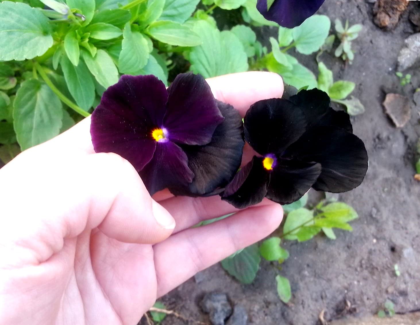 40+ Black Pansy Clear Crystals Viola Wittrockiana Seeds - Unique Long Flowering Plant for Garden, Balcony & Landscaping | Easy to Grow Perennial Flowers for Home Decor & Outdoor Planting