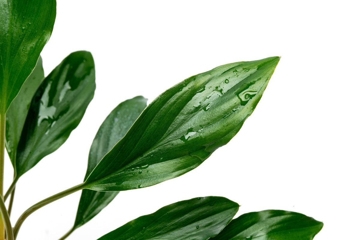Homalomena Broad Cuneate (Red Stem) - Tropical House Plant for Home & Office Decor - Perfect for Indoor Gardening, Living Rooms, and Workspaces