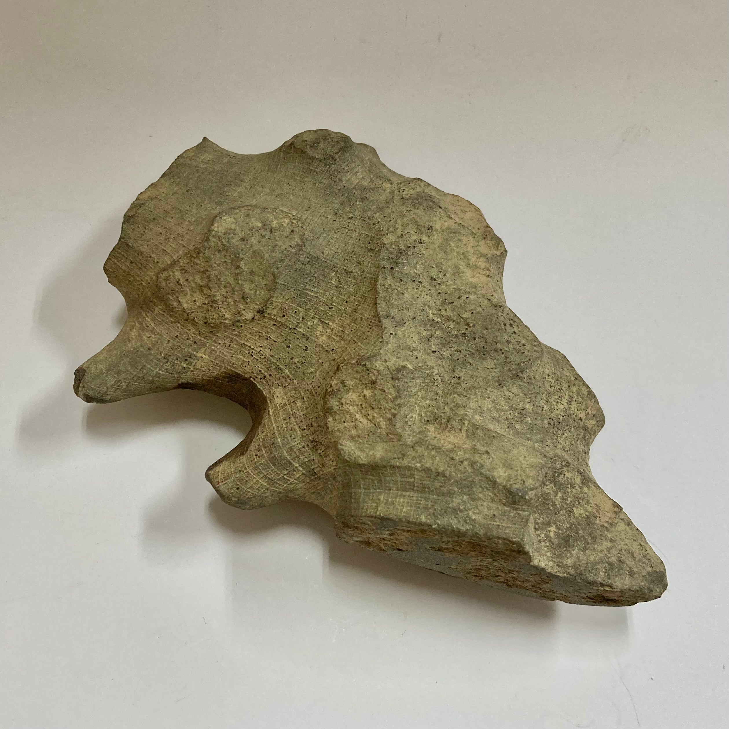Hydnoceras Bathense Glass Sponge Fossil - Rare Marine Specimen for Collectors & Home Decor | Perfect for Science Education & Coastal-Themed Interior Design