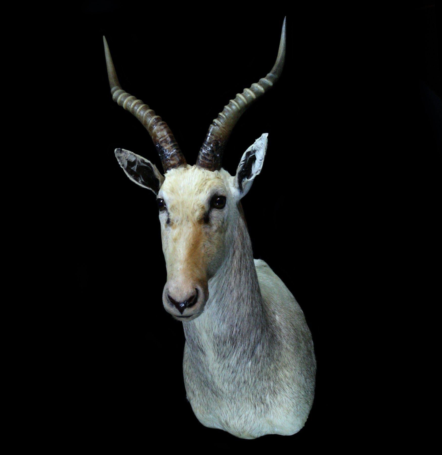 Premium White Blesbok Taxidermy Shoulder Mount - Realistic African Antelope Trophy for Hunting Lodge & Home Decor
