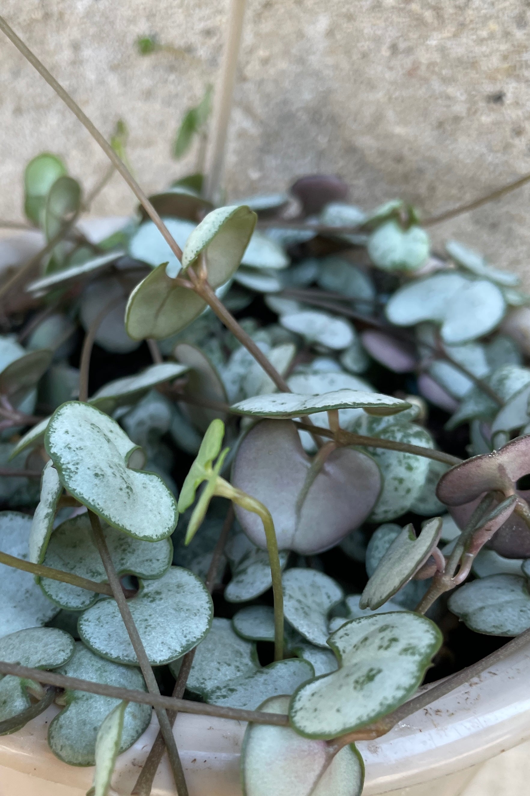 Ceropegia Woodii String of Hearts Live Plant - 4.5 Inch Hanging Basket - Rare Succulent for Home & Office Decor | Perfect for Shelves, Windowsills & Indoor Gardens