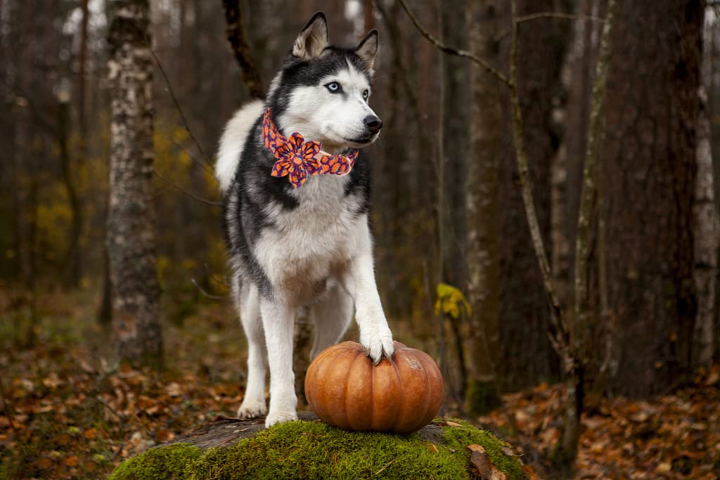Lionet Paws Adjustable Flower Dog Collar - Comfortable Halloween Pet Collar for Small Medium Large Dogs - Perfect Gift for Puppies & Dog Lovers (Ideal for Costume Parties, Photo Shoots & Daily Walks)