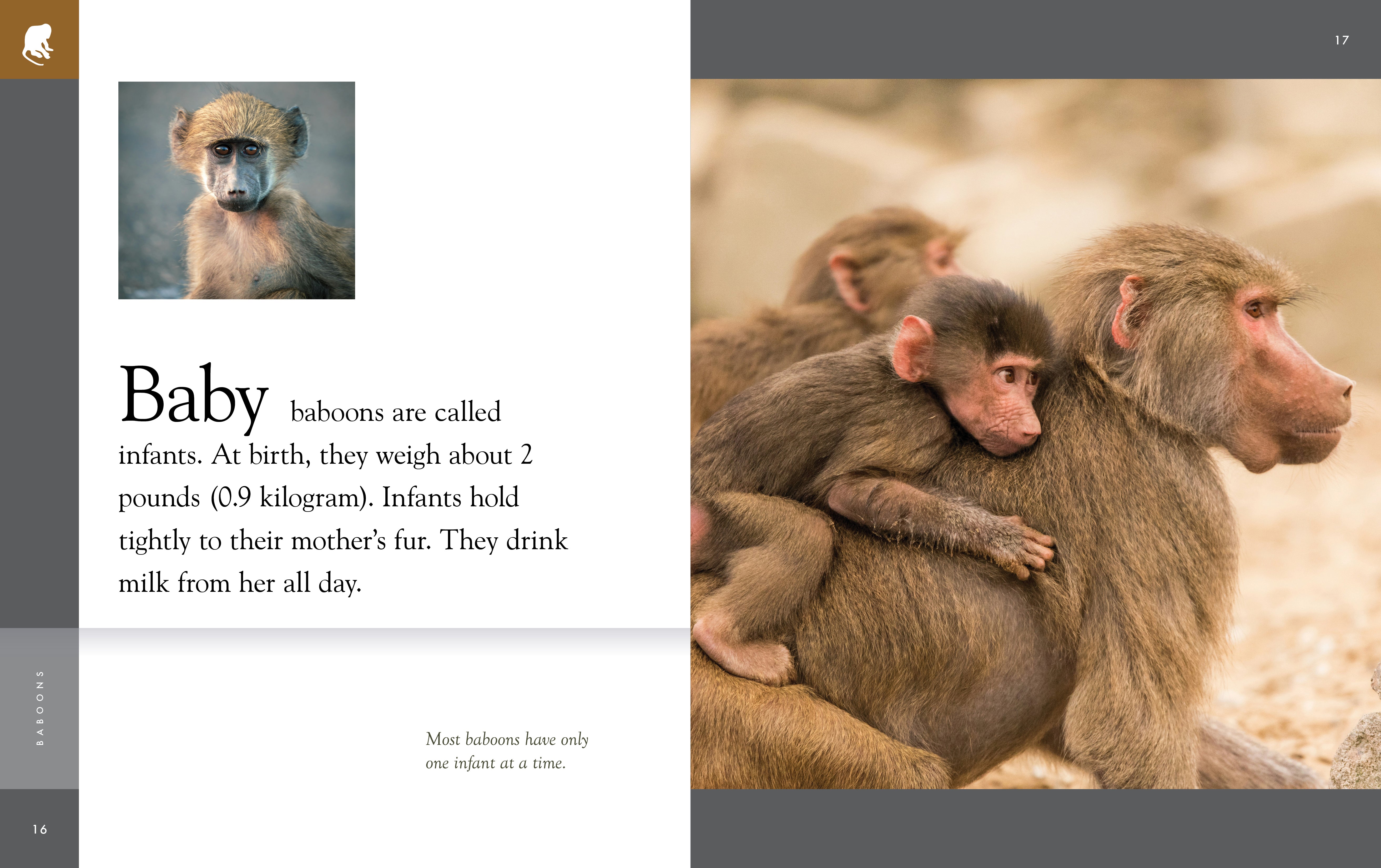 Baboons - Amazing Wild Animals 2025 | Facts, Habitat & Behavior | Perfect for Wildlife Enthusiasts & Nature Documentaries