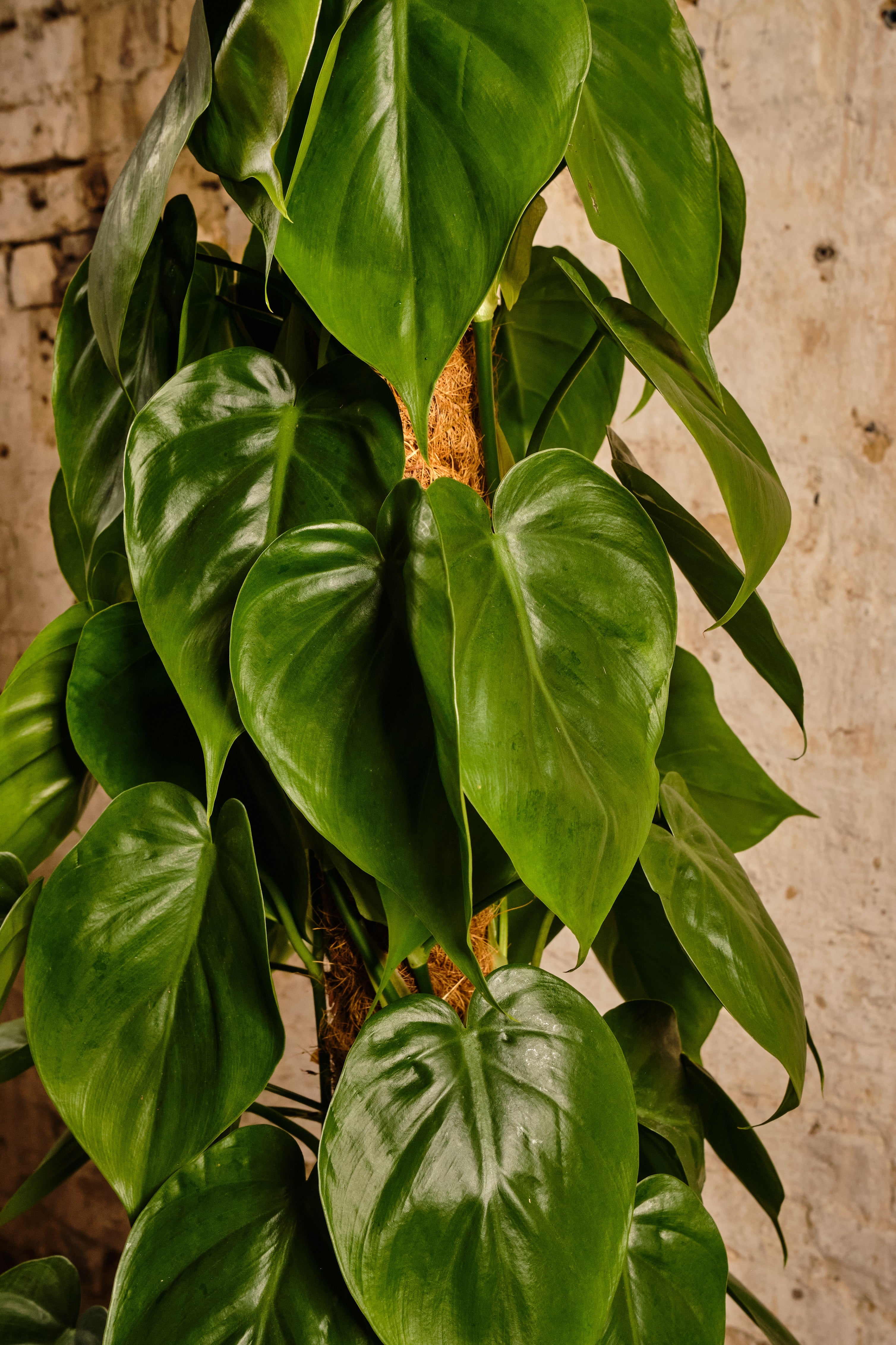 Philodendron Scandens Heartleaf Plant - Live Indoor Houseplant for Home & Office Decor (Local Delivery or Click & Collect) | Perfect for Hanging Baskets, Shelves & Plant Lovers' Collections