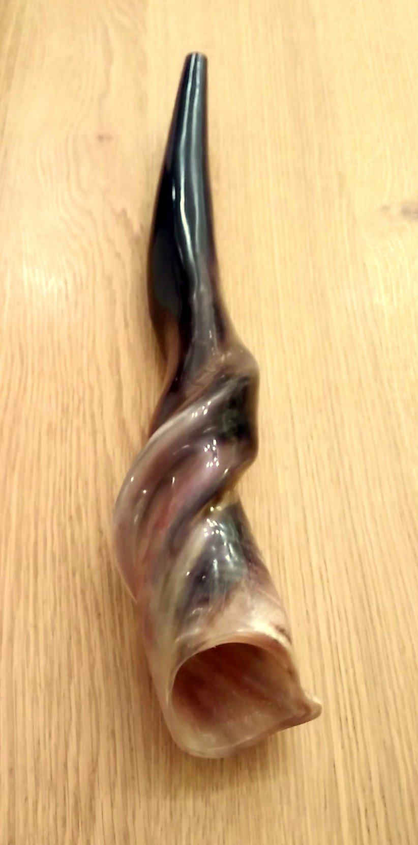 Authentic Israel Eland Horn Shofar - Hand-Polished 20