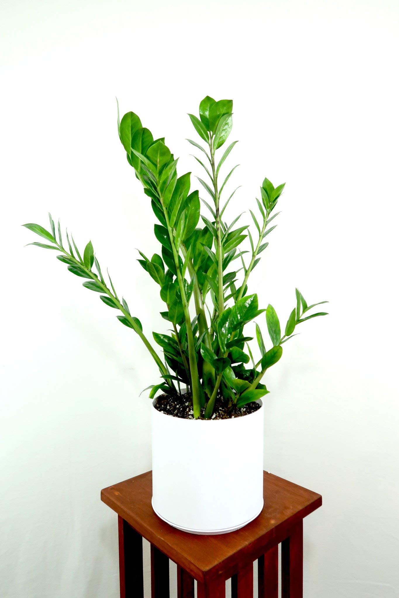 ZZ Plant (Zamioculcas Zamiifolia) - 8 Inch Live Indoor Houseplant - Low Maintenance Air Purifying Plant for Home & Office Decor - Perfect for Living Room, Bedroom or Workspace