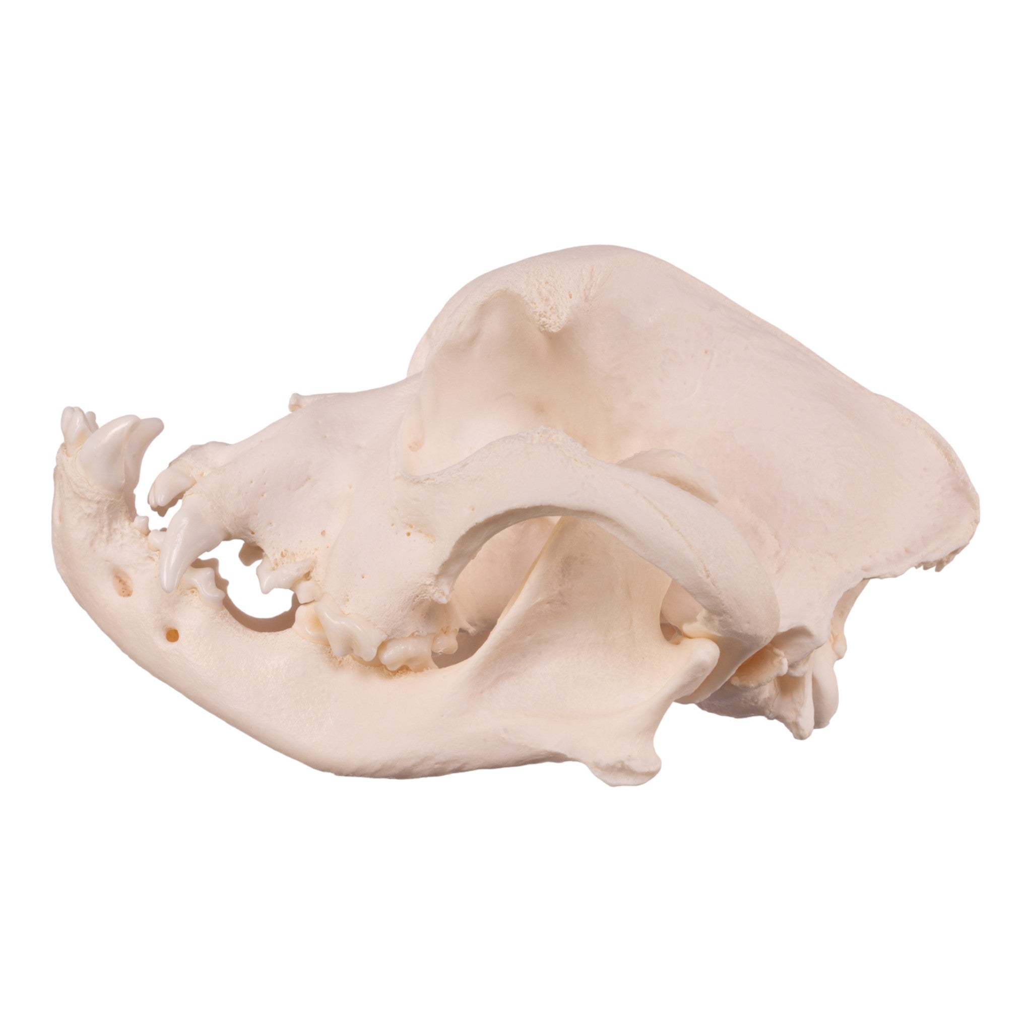 Authentic Boxer Dog Skull - Real Domestic Canine Specimen for Veterinary Study, Taxidermy & Educational Display | Perfect for Halloween Decor, Oddity Collections & Science Classrooms