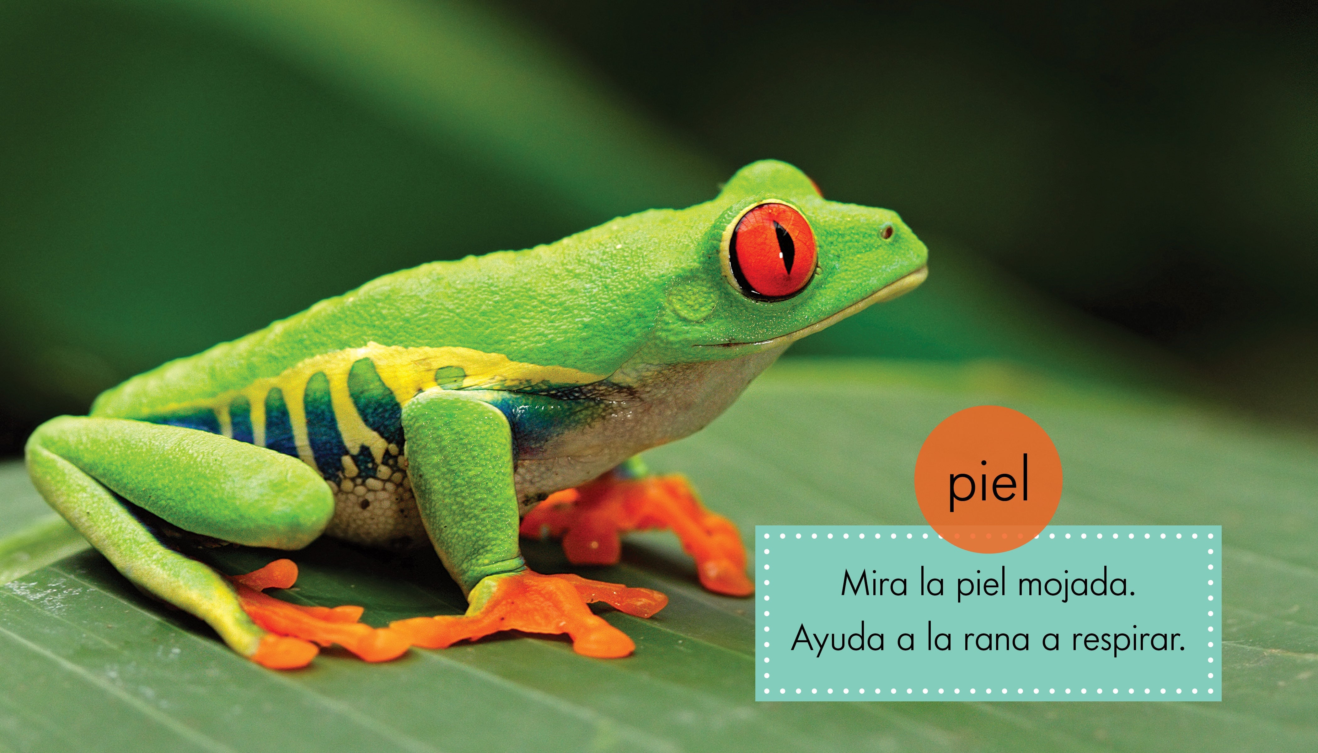 Tree Frogs for Sale - Live Pet Reptiles & Amphibians - Perfect for Terrariums & Educational Displays