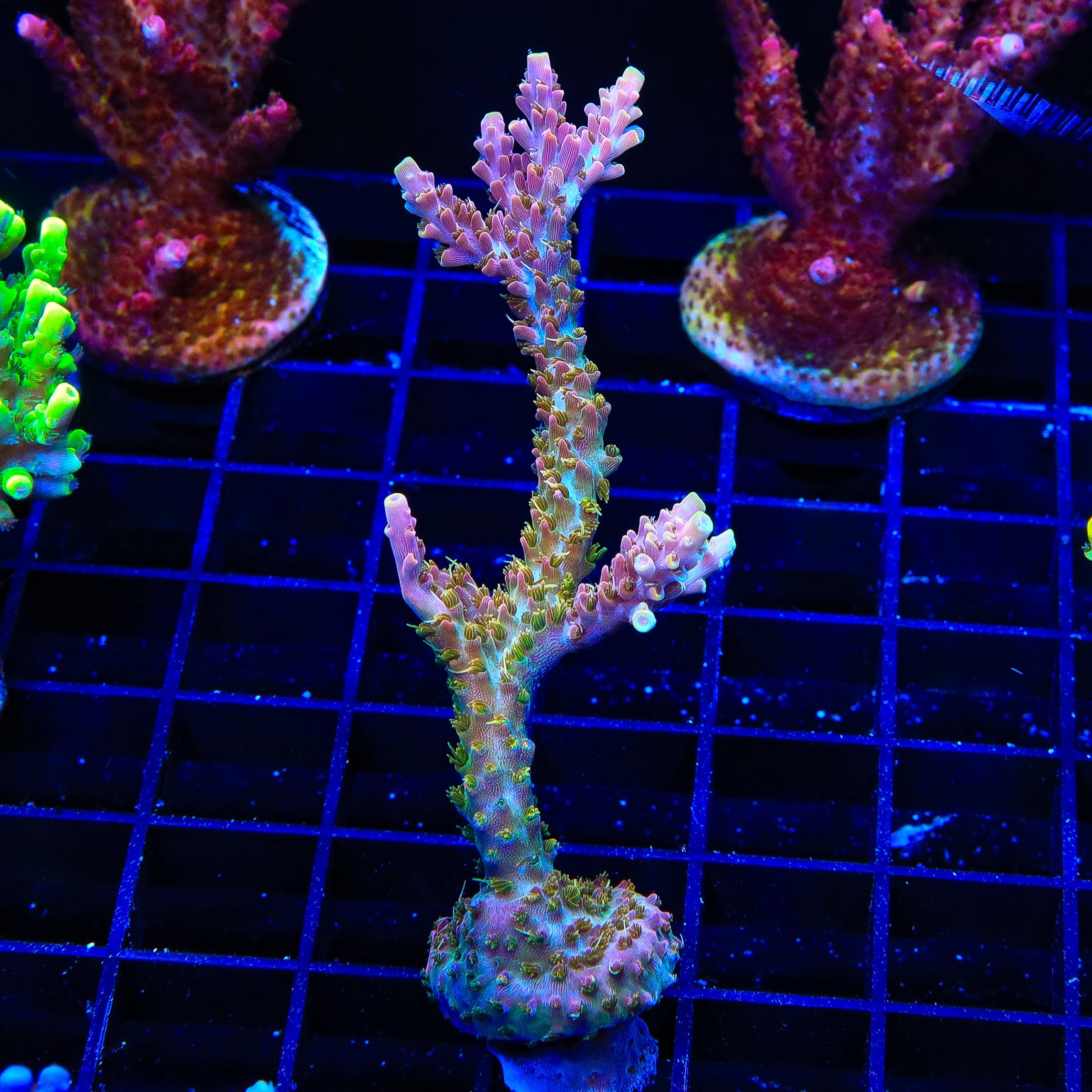 Premium CC Voodoo Majick Acropora XL Frag Coral for Saltwater Aquariums - Perfect for Reef Tanks & Marine Aquascaping