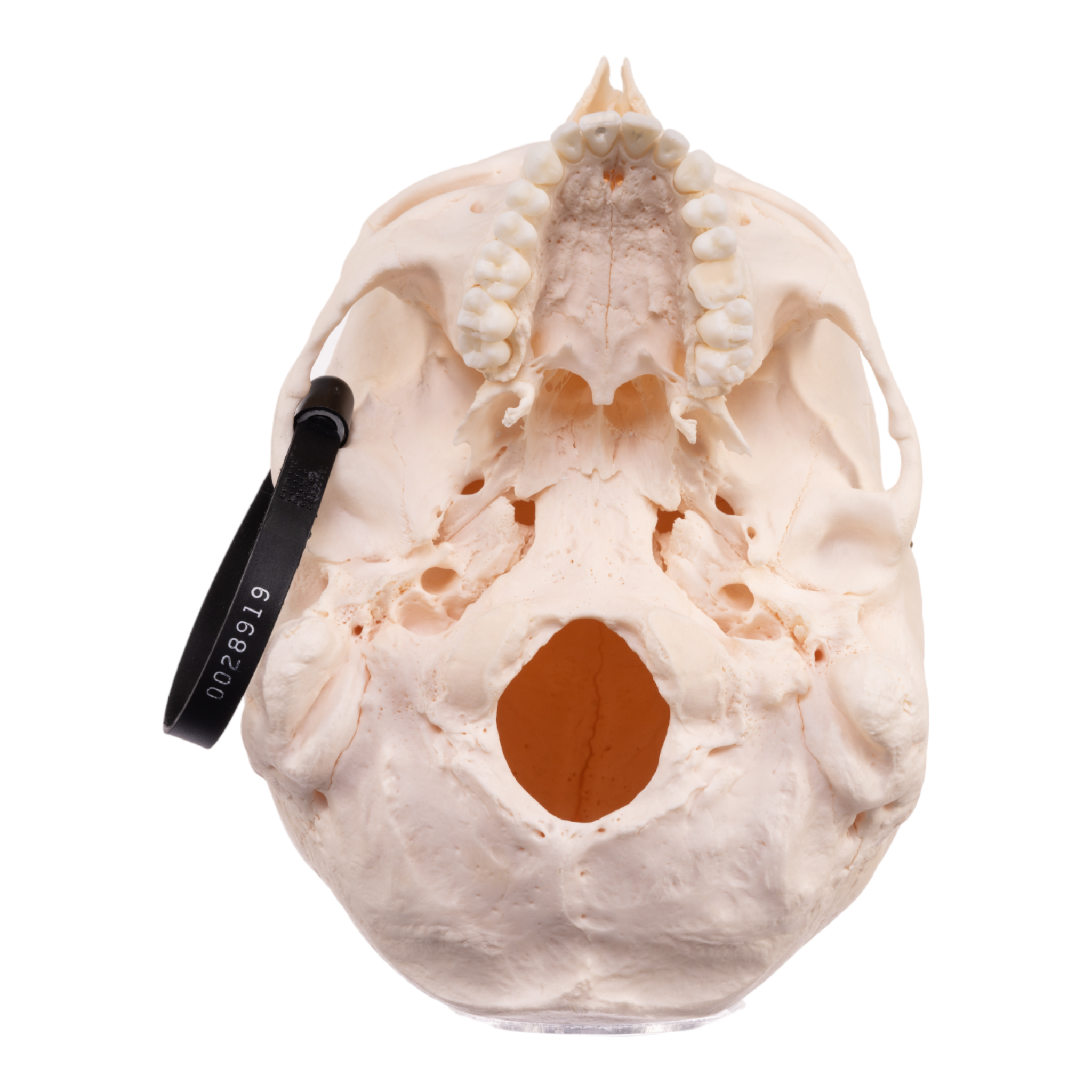 Premium Anatomical Human Skull Model - Accurate & Detailed for Medical Study, Halloween Decor, and Science Education | Perfect for Doctors, Students, and Collectors