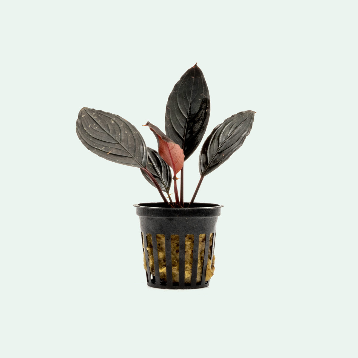 Bucephalandra Dark Skeleton King Aquatic Plant - Live Aquarium Plants for Fish Tank, Freshwater Aquascaping | Perfect for Nano Tanks, Shrimp Tanks & Planted Aquariums