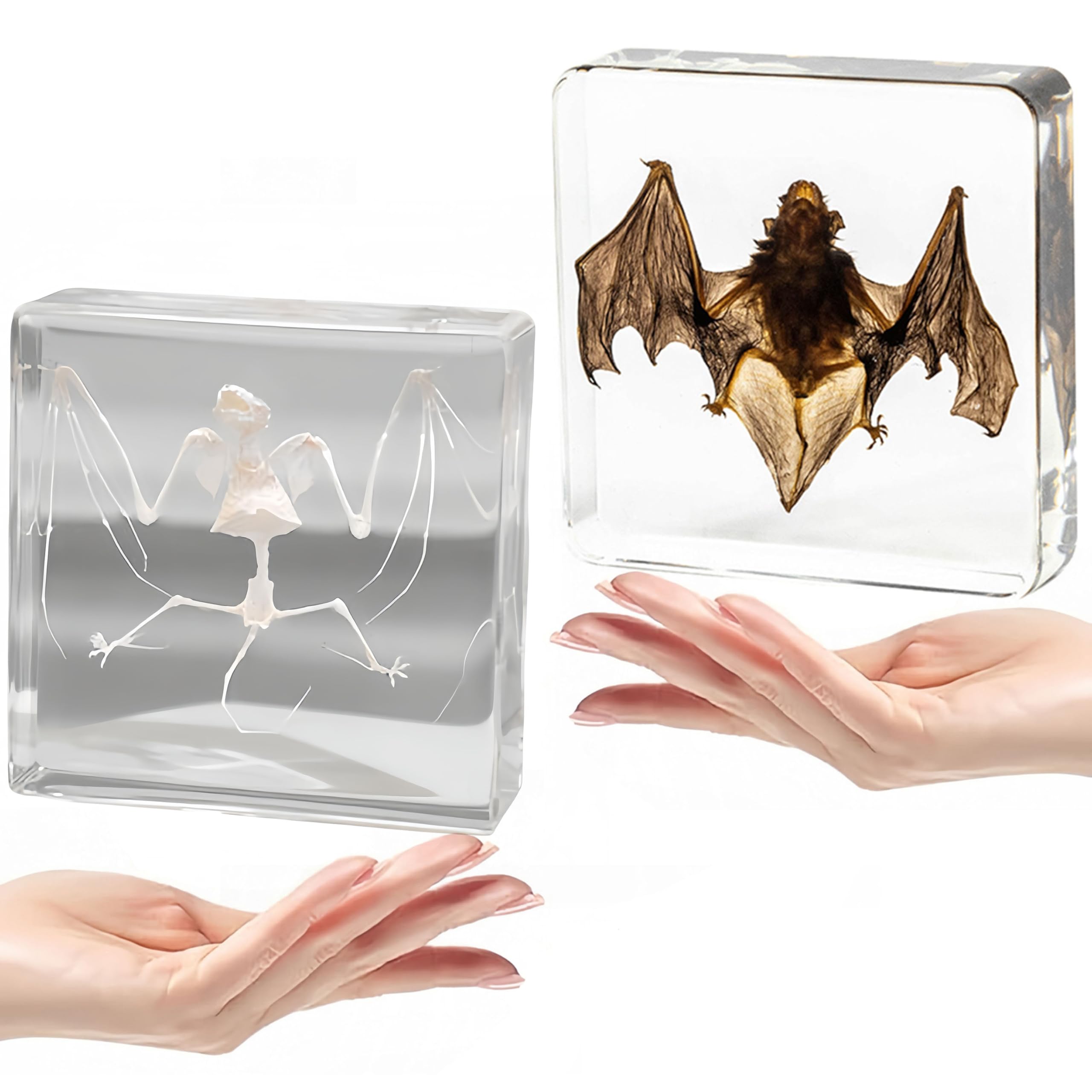 Real Taxidermy Bat Specimen & Skull in Resin - Authentic Animal Specimen for Science Education, Classroom Display & Collector's Gift | Perfect for Biology Studies, Gothic Decor & Unique Home Display