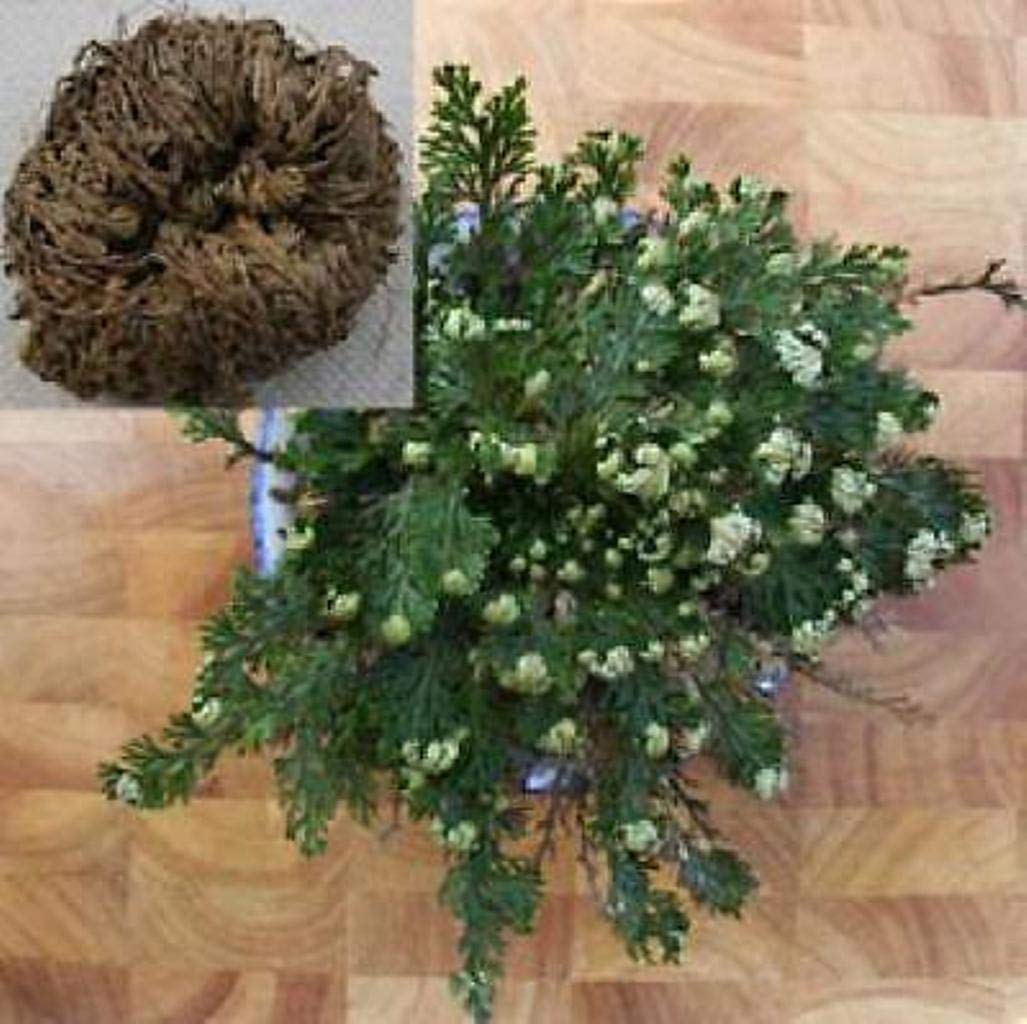 Resurrection Plant - Rose of Jericho Live Dinosaur Fern for Home Decor, Terrarium & Spiritual Healing | Drought-Resistant Indoor Plant