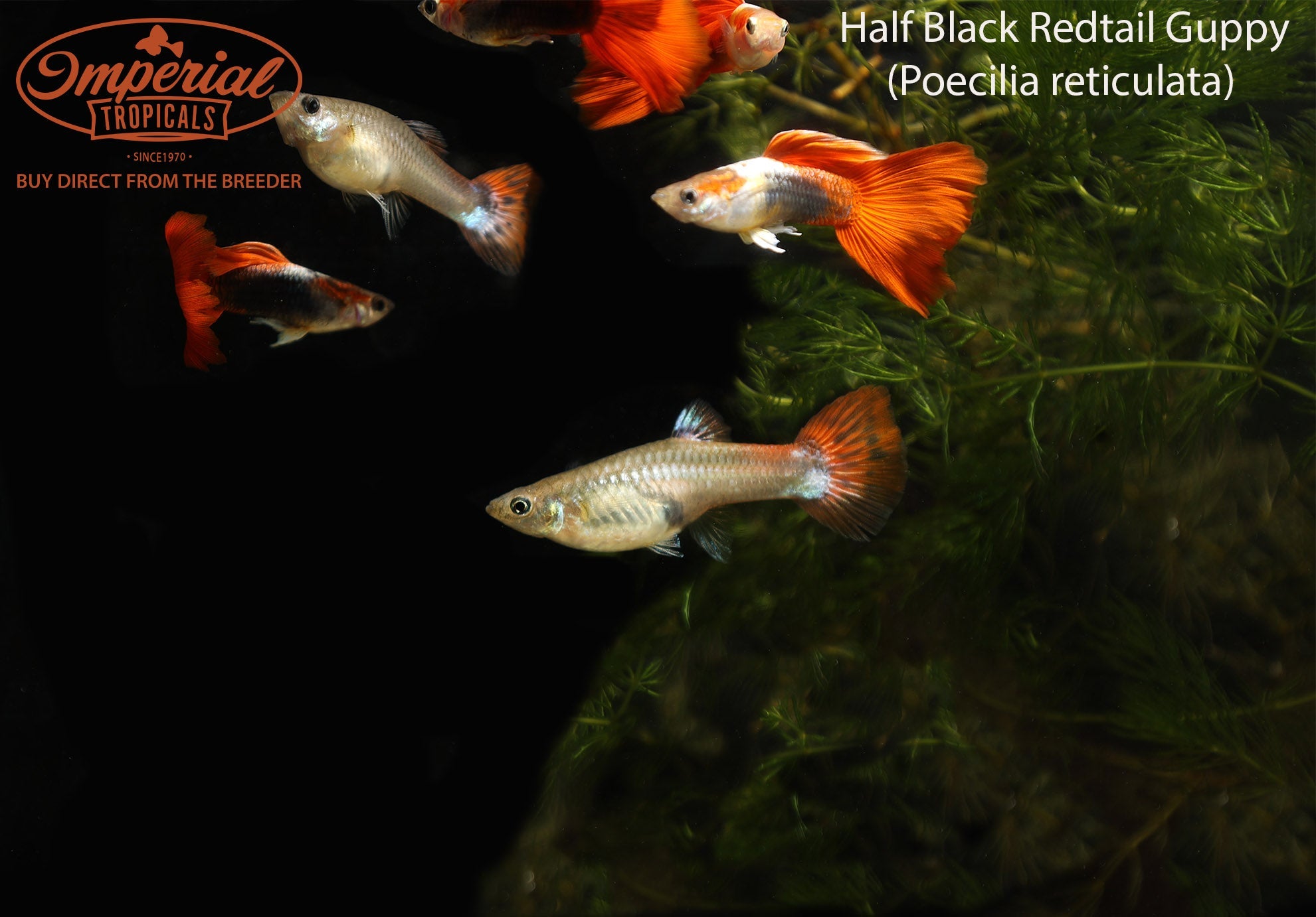 Half Black Redtail Guppy Fish - Live Aquarium Fish for Freshwater Tanks | Perfect for Home Aquariums & Fish Breeding