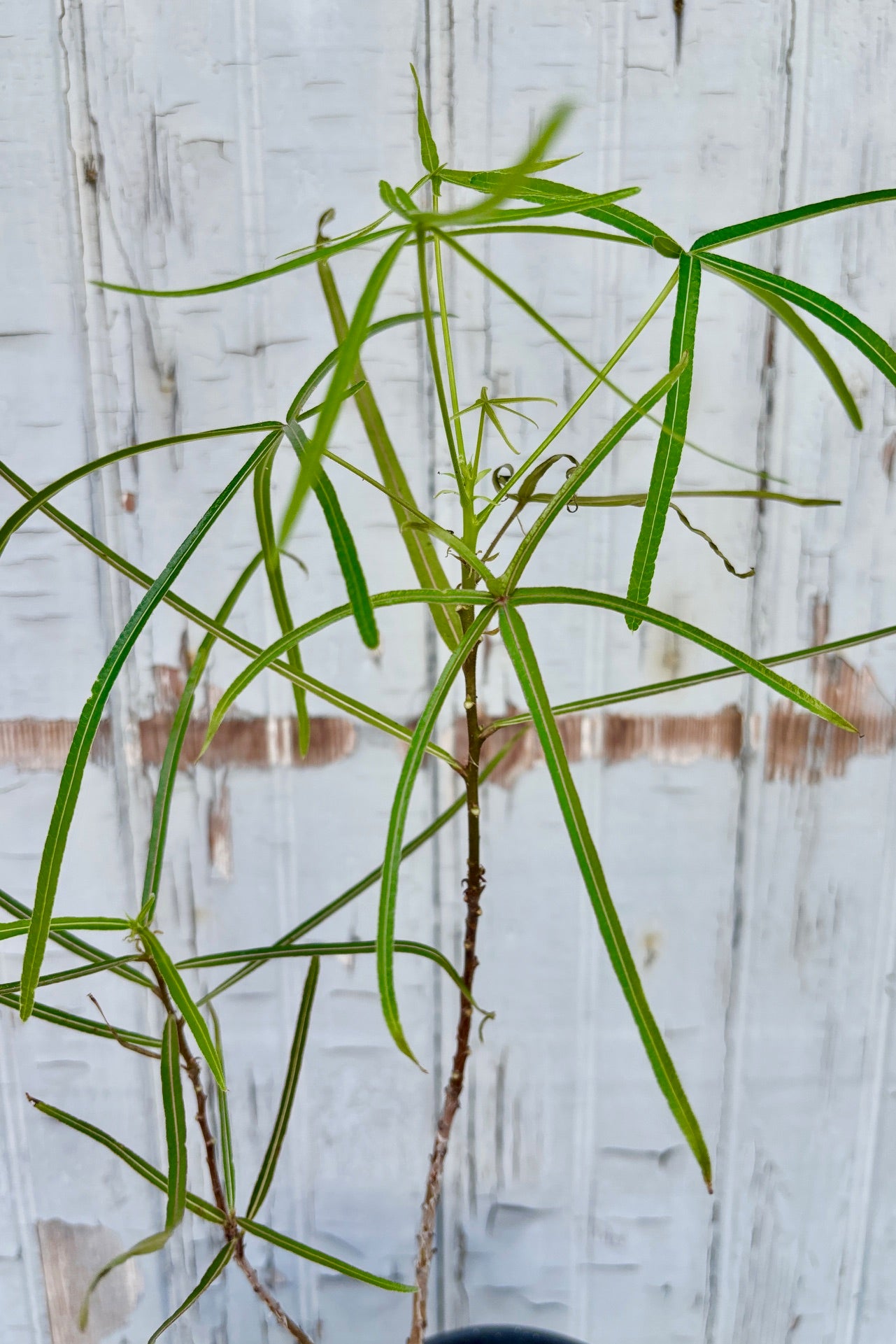 Brachychiton rupestris - Queensland Bottle Tree for Sale | Drought-Tolerant Landscape Plant | Perfect for Xeriscaping & Desert Gardens
