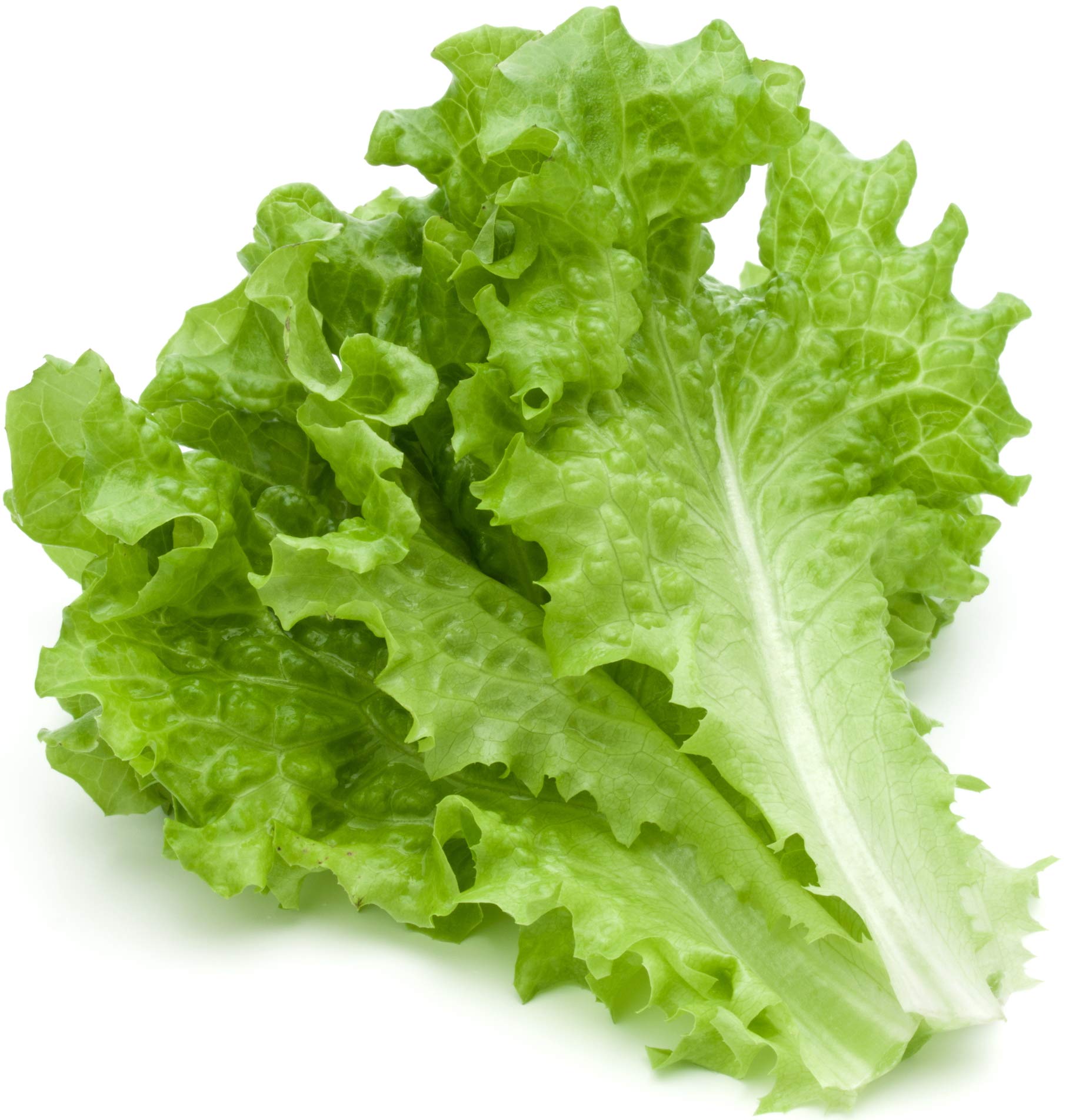Black Seeded Simpson Lettuce Seeds - 1000 Non-GMO Heirloom Open Pollinated (Lactuca Sativa) - Perfect for Home Gardens, Hydroponics & Organic Farming
