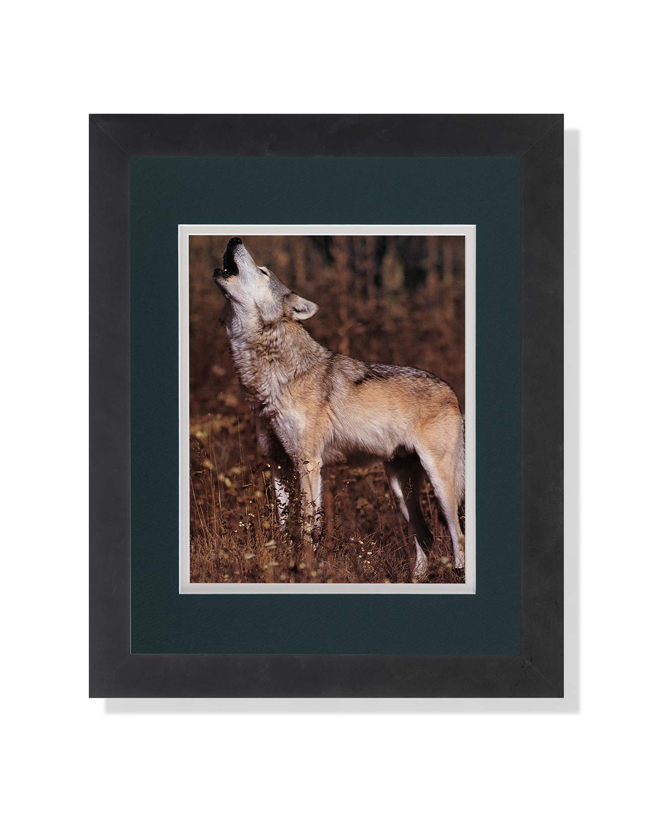 Gray Wolf Howling Standing in Grass - Premium Framed Wildlife Wall Art Print for Home & Office Decor - Perfect for Living Room, Bedroom or Cabin Decor