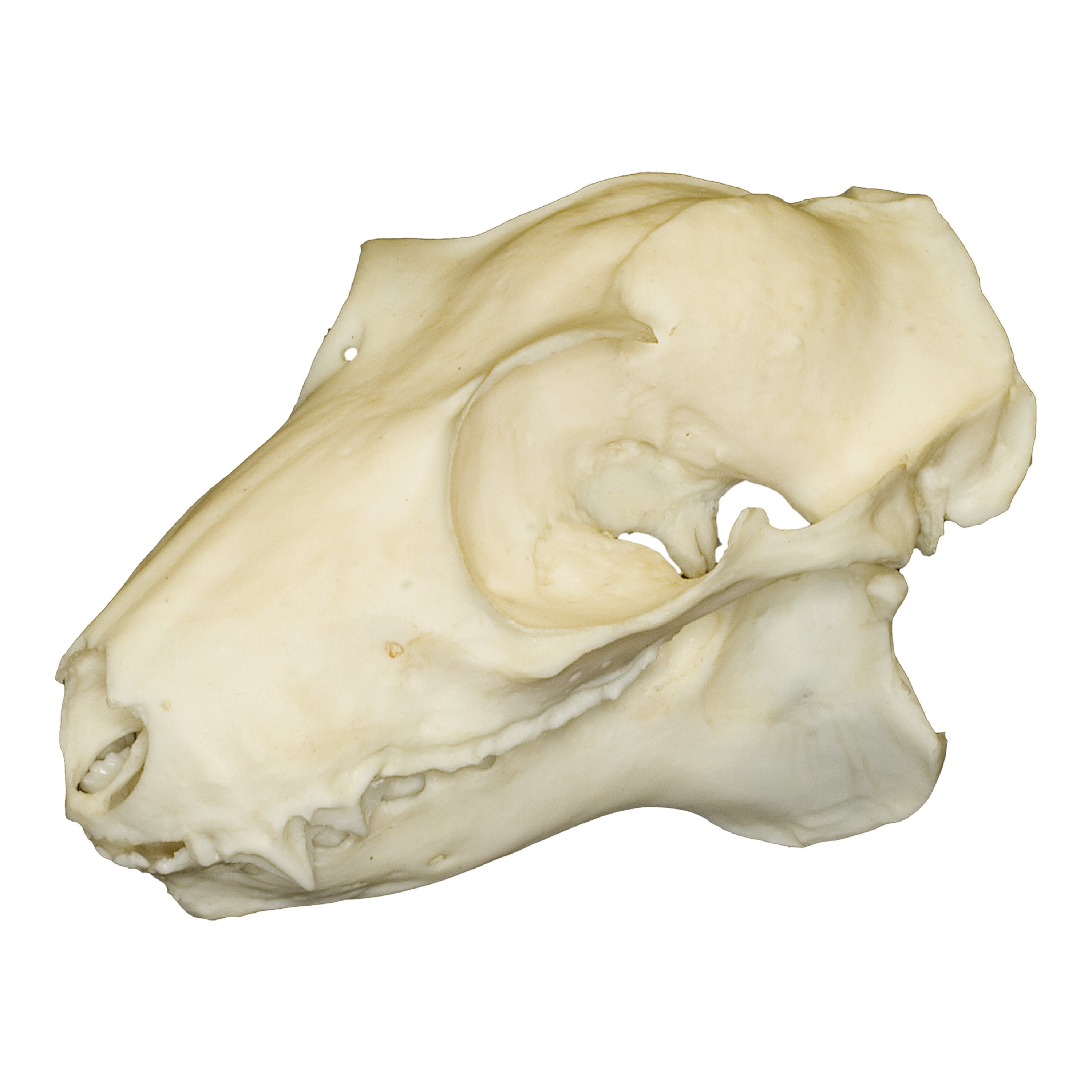 Authentic Replica Flying Lemur Skull from Philippines - Unique Home Decor, Gothic Display & Halloween Prop for Collectors & Nature Enthusiasts