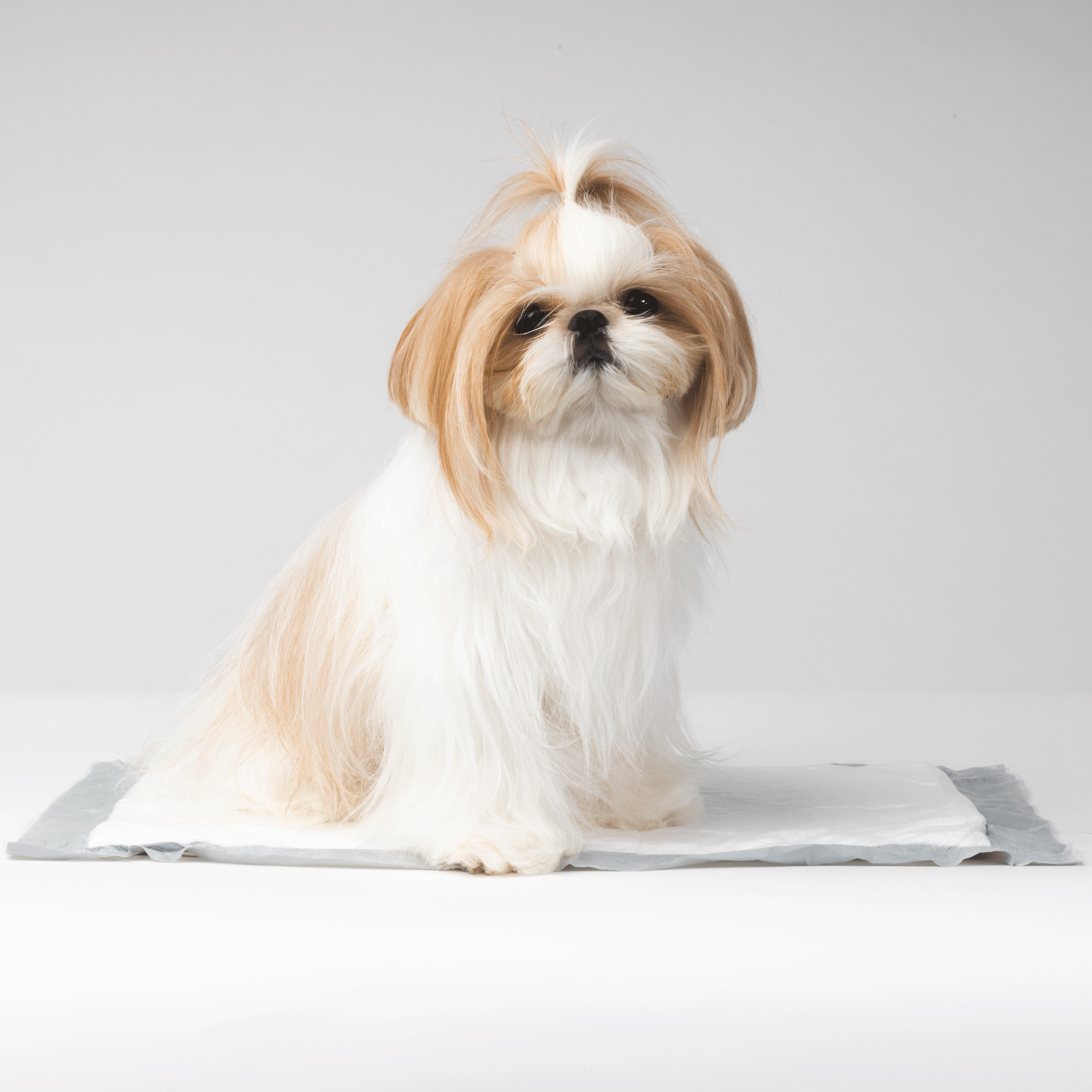 Diggs Travel Carrier Pee Pads for Dogs - Grey Absorbent Pet Travel Pads - Perfect for Car Rides, Airplane Trips & Crate Training