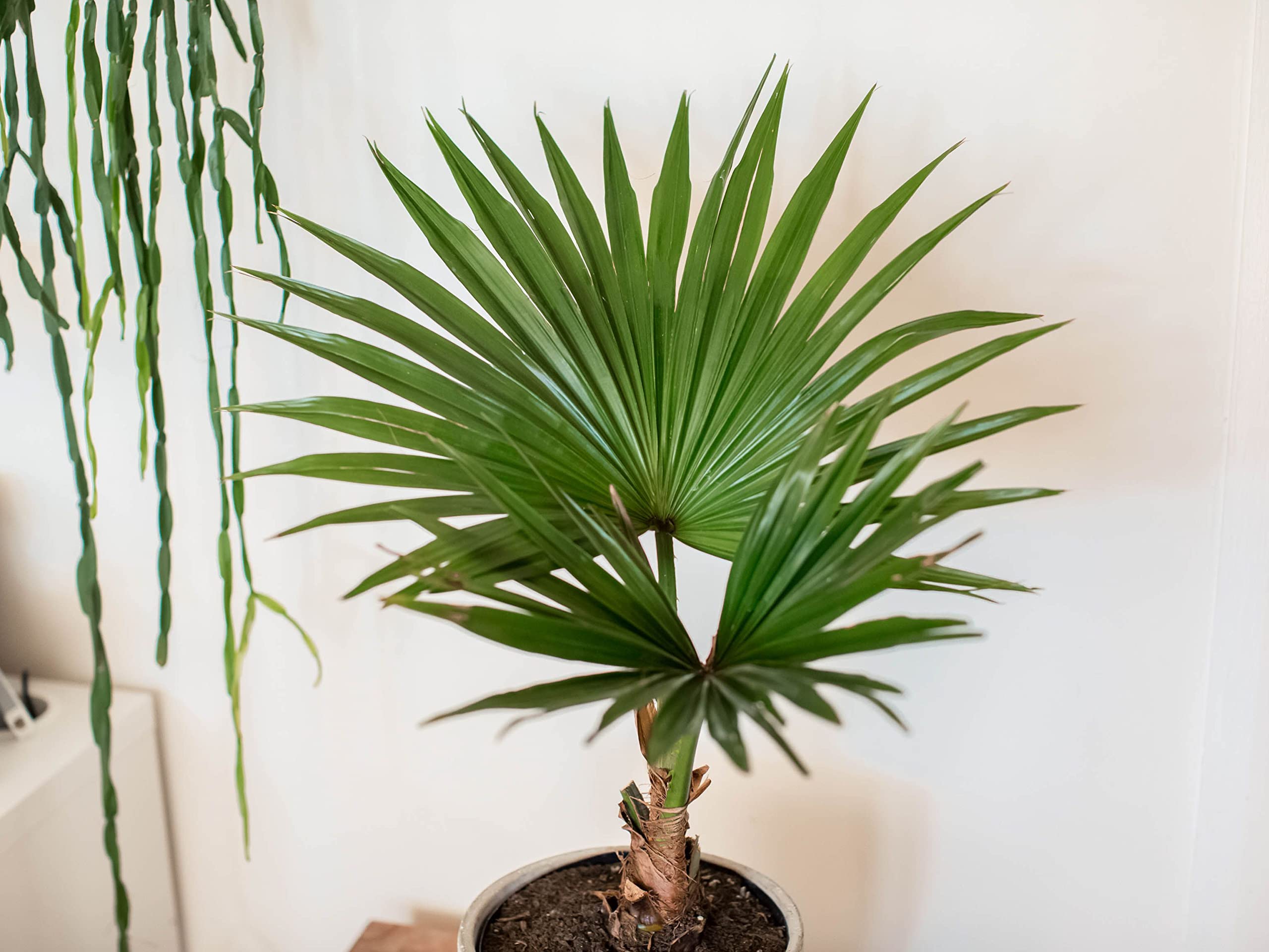 Fan Palm Bonsai Tree Seeds - 10 Pack for Indoor/Outdoor Planting - Perfect for Home Decor, Office Plants & Zen Gardens