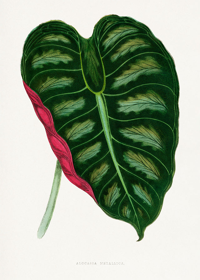 Alocasia Metallica Leaf Botanical Print - Tropical Plant Art for Home Decor, Wall Art, and Gift Ideas