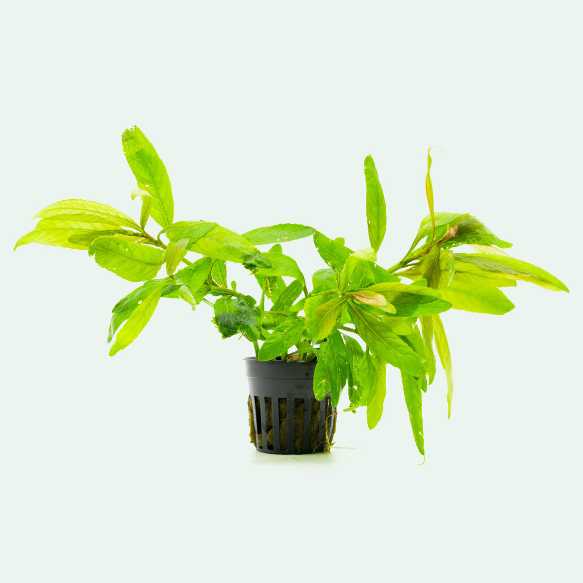 Staurogyne Bihar Aquatic Plant for Freshwater Aquariums - Perfect for Aquascaping, Fish Tanks & Nano Tanks