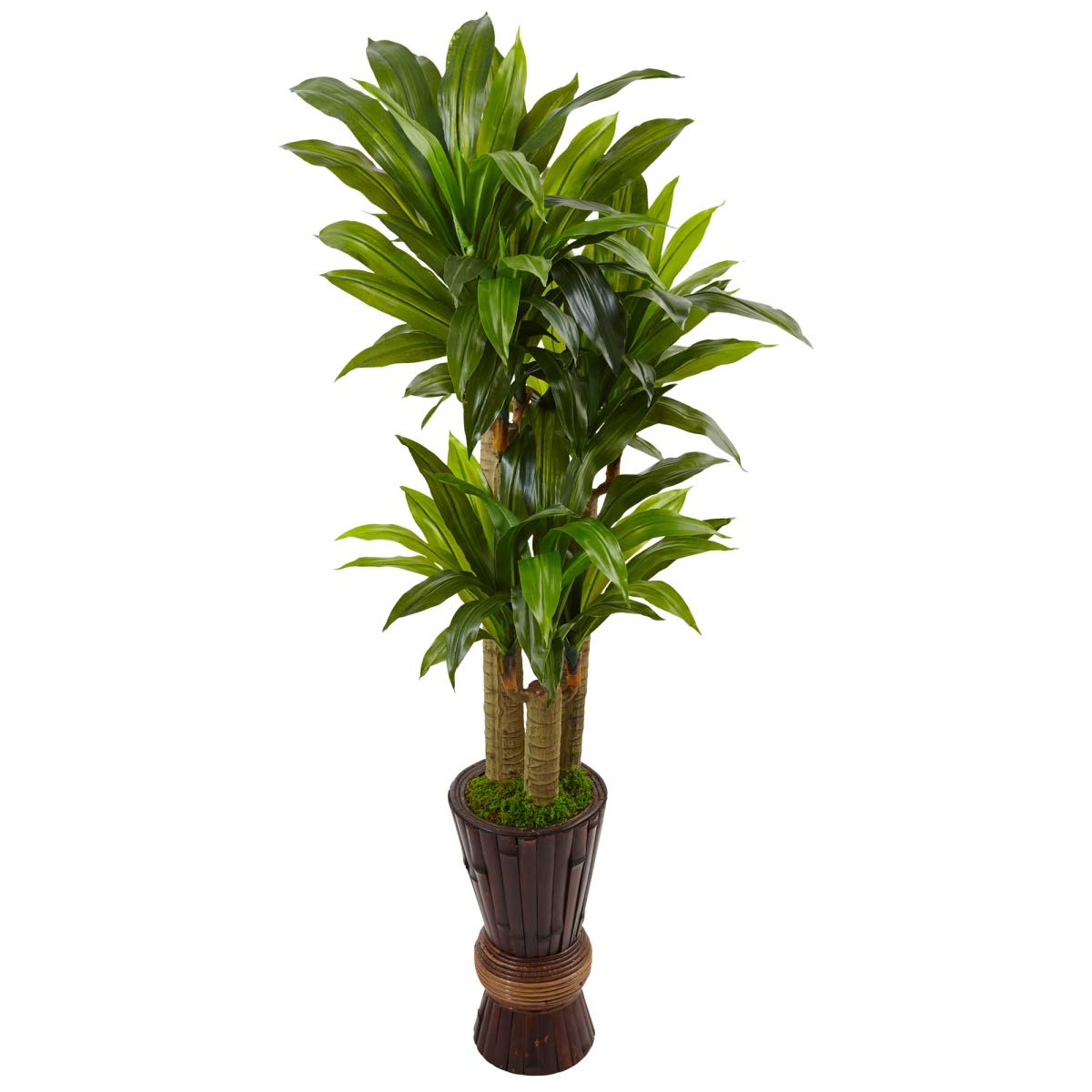 5 ft. Cornstalk Dracaena Plant in Decorative Wooden Planter - Perfect for Home, Office & Indoor Decor - Low Maintenance Houseplant for Living Room, Bedroom or Workspace