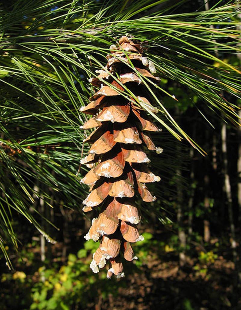 1 oz Eastern White Pine Seeds (Approx 1470 Seeds) - Pinus strobus Wisconsin, Weymouth Pine, Soft Pine - Perfect for Landscaping, Reforestation & DIY Gardening Projects