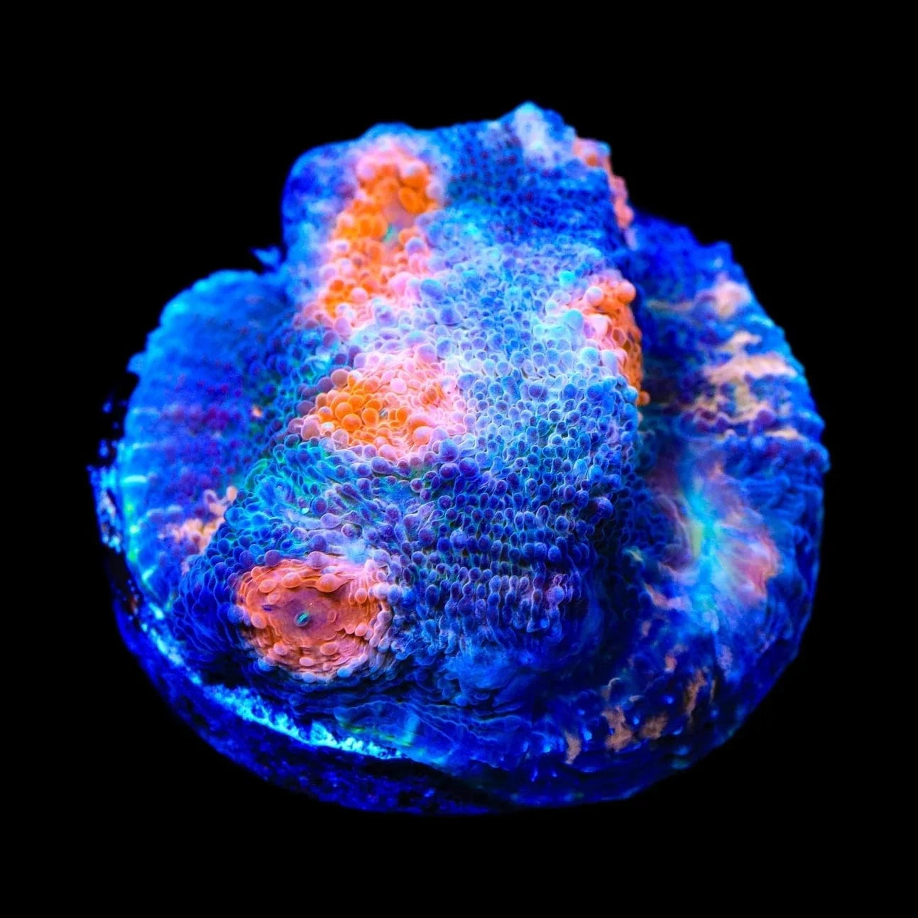 ACI Mike the Mycedium Chalice Coral - Premium Saltwater Aquarium Coral for Reef Tanks - Perfect for Marine Aquascaping and Coral Propagation