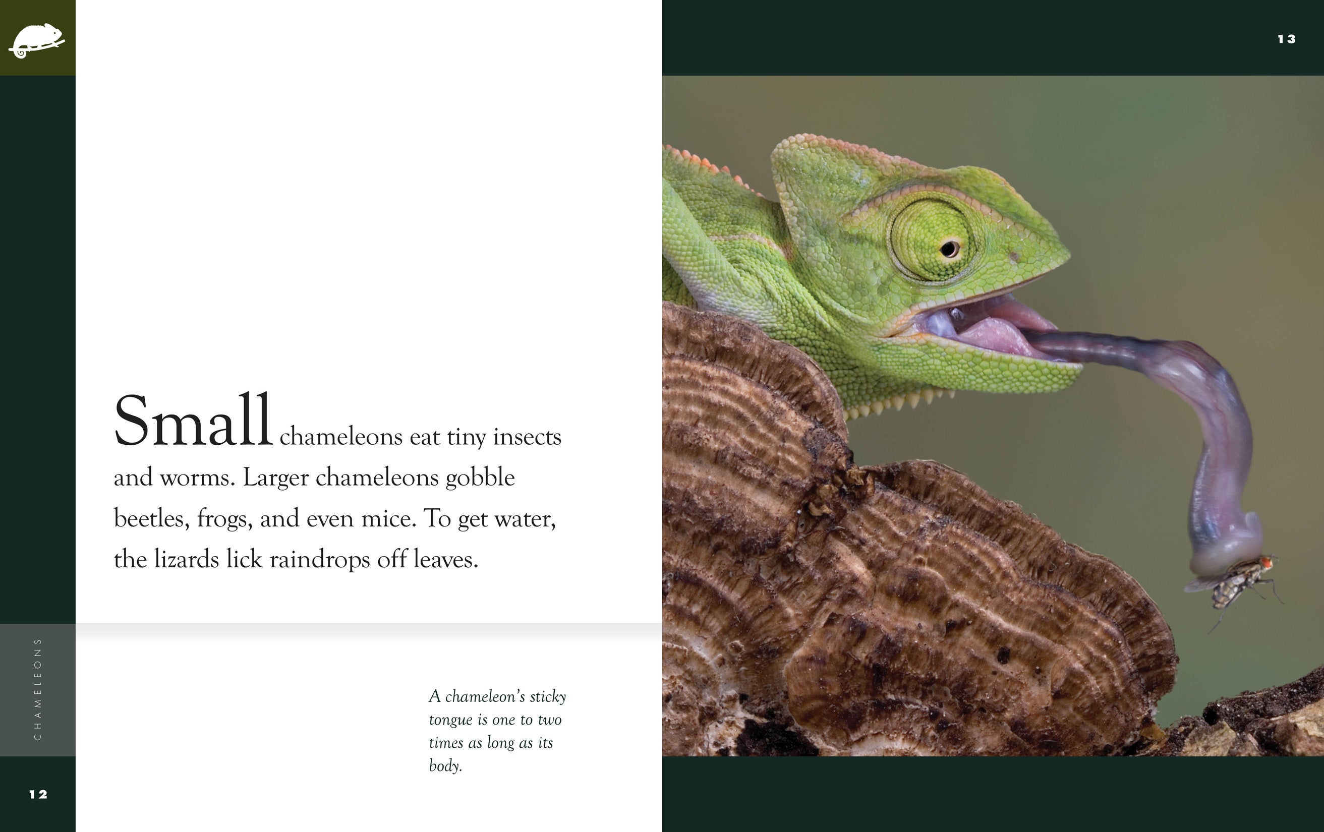 Chameleons Book - 9781640265080 - Learn About Chameleons for Kids & Adults - Perfect for School Projects & Animal Lovers