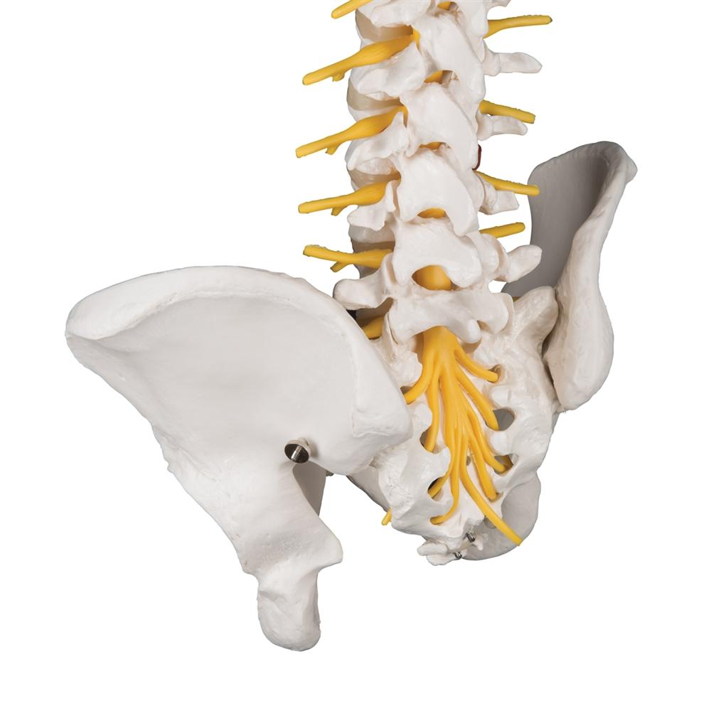 Premium Flexible Spine Model - Human Vertebral Column Anatomy for Medical Students & Chiropractors - Perfect for Study, Demonstration & Patient Education