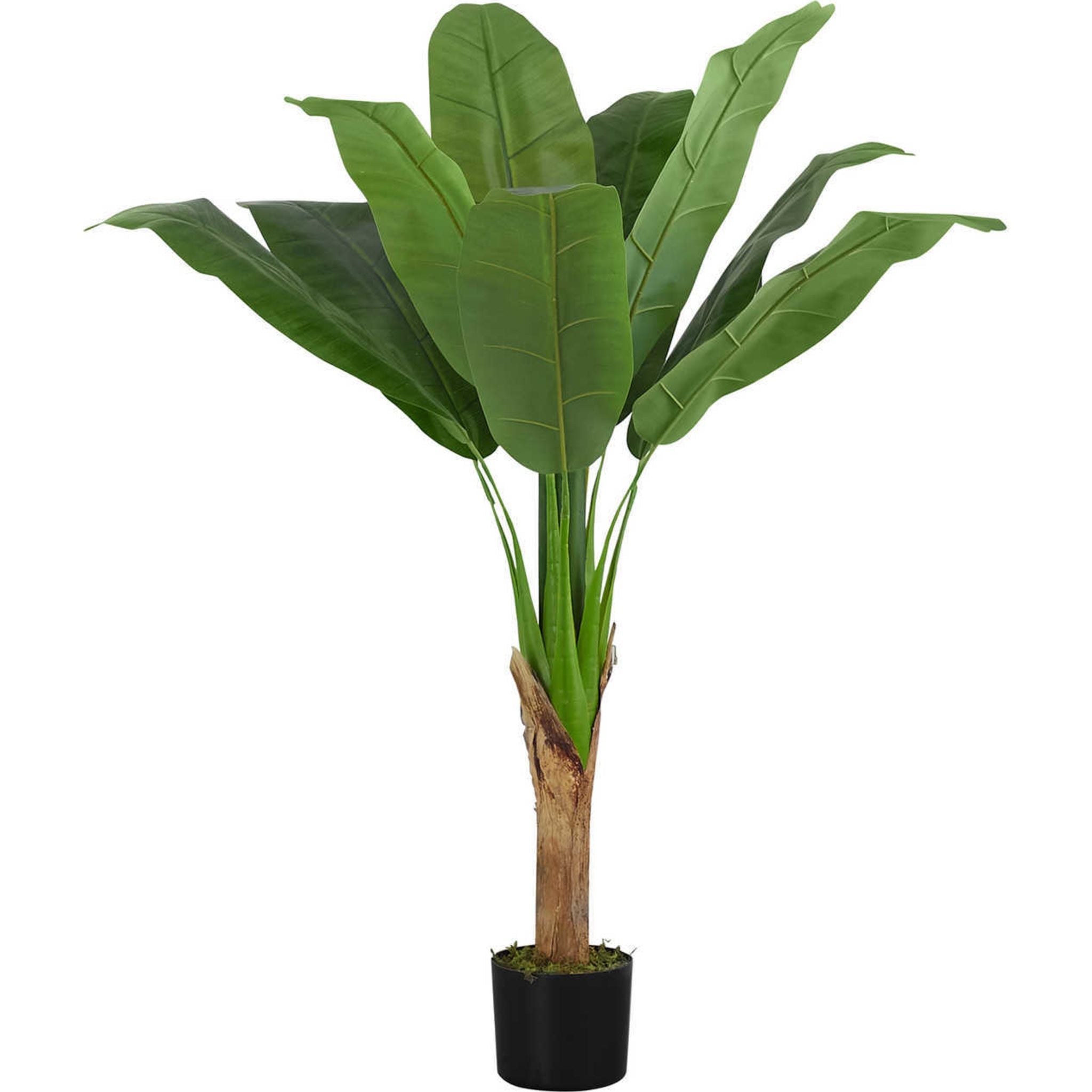 Banana Tree Plant - Live Tropical Fruiting Tree for Home Garden & Landscaping | Perfect for Indoor Decor, Backyard Orchard, and Patio Gardening