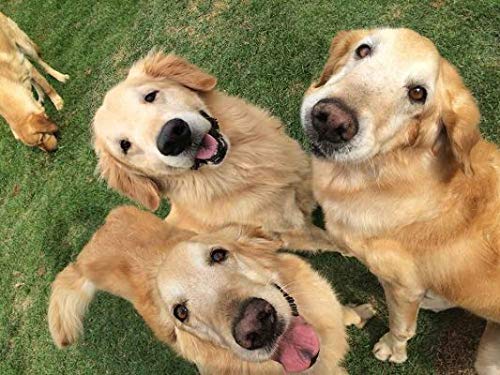 Premium Dog Antioxidant Chews - Immune System Booster for Dogs - Healthy Pet Supplement with Vitamins & Probiotics - 180 Treats (3 Bottles) - Supports Joint Health & Digestion for Active Dogs