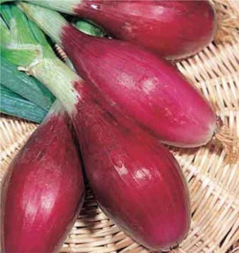 Tropeana Lunga Onion Seeds - Long Torpedo Shaped Rose Colored Sweet Onions (100 Seeds) - Perfect for Italian Cuisine, Salads, and Gourmet Cooking