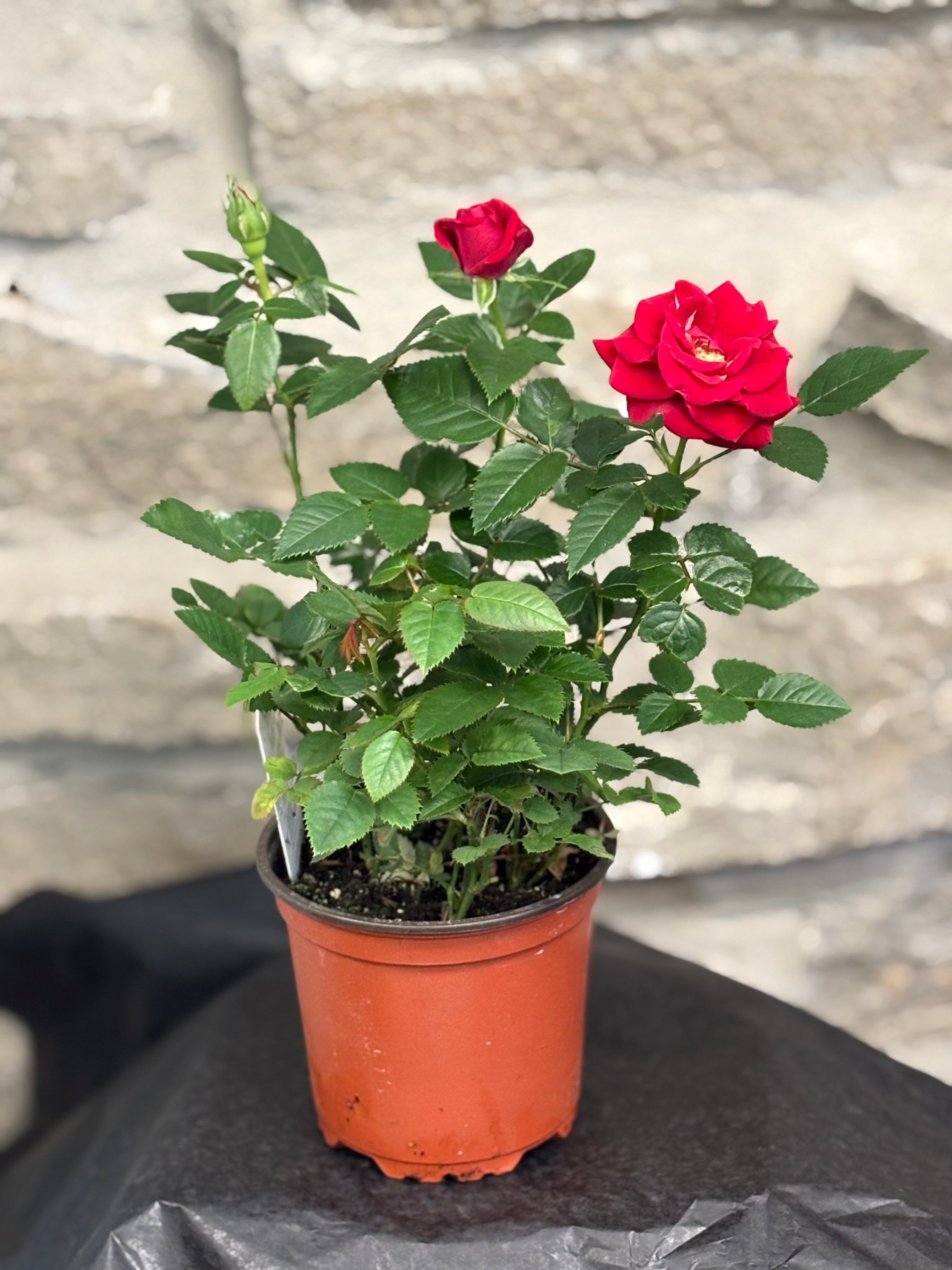 Miniature Potted Rose Bush - Small Indoor Rose Plant for Home Decor, Gifts, and Office Spaces | Perfect for Windowsills, Desks, and Tabletop Displays