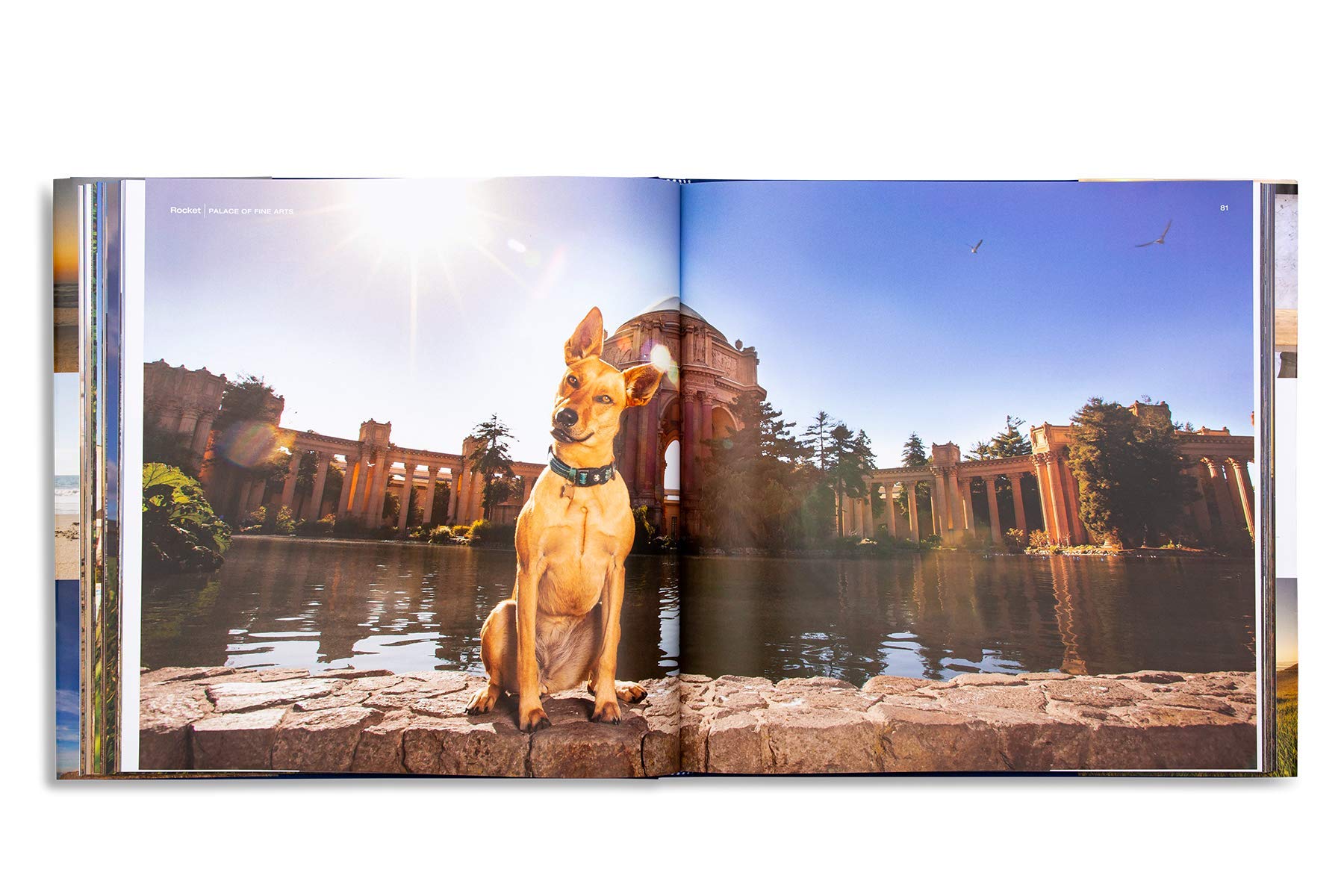 49 Dogs and One Cat: The Insider's Guide to San Francisco Travel Book - Perfect for Tourists, Locals & Pet Lovers Exploring California