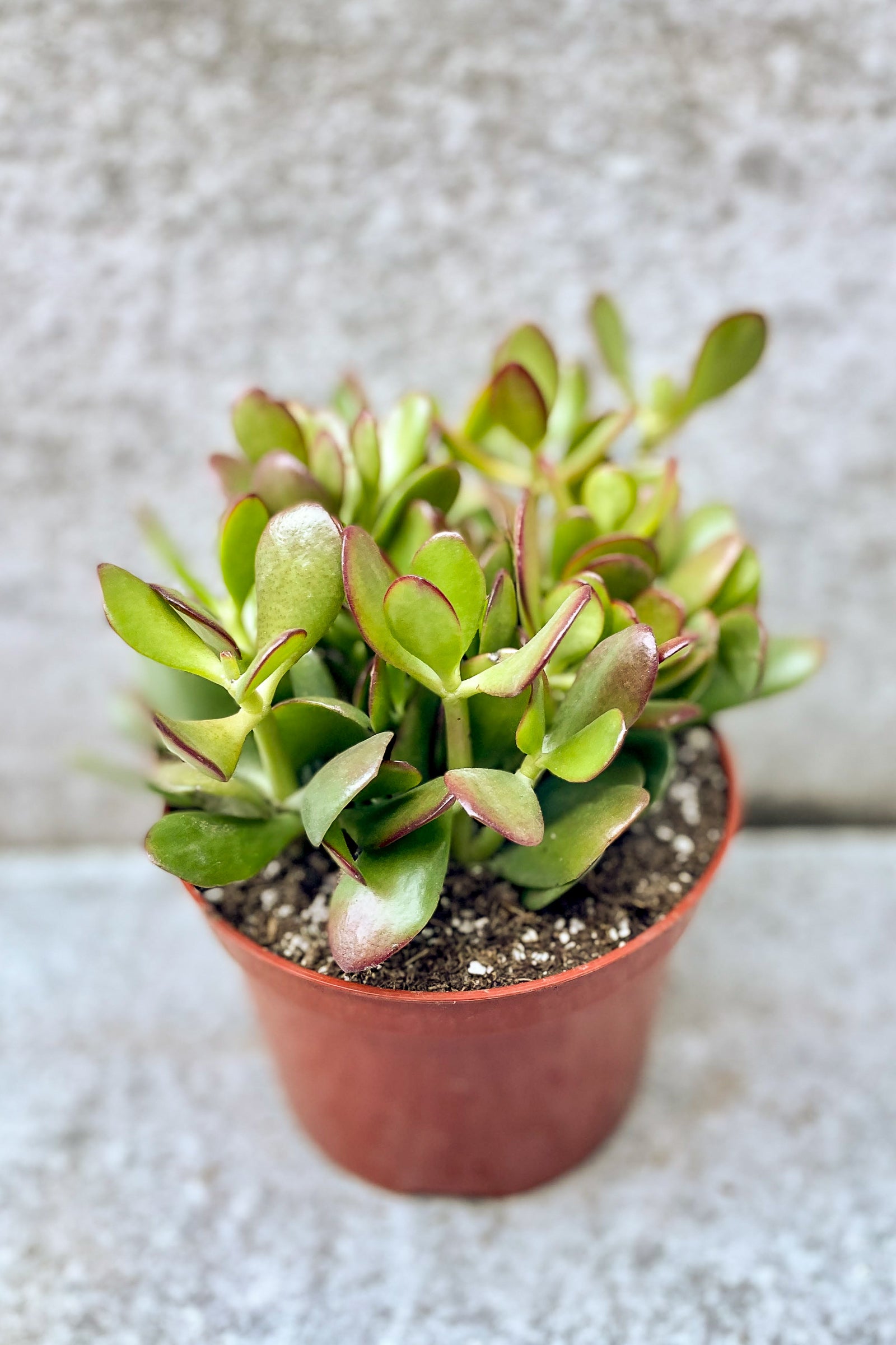 Crassula Ovata Jade Plant - 6
