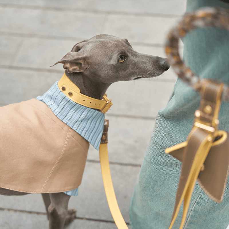 Premium Genuine Leather Dog Collar with Adjustable Buckle - Stylish & Durable Pet Accessory for Walking, Training & Outdoor Adventures