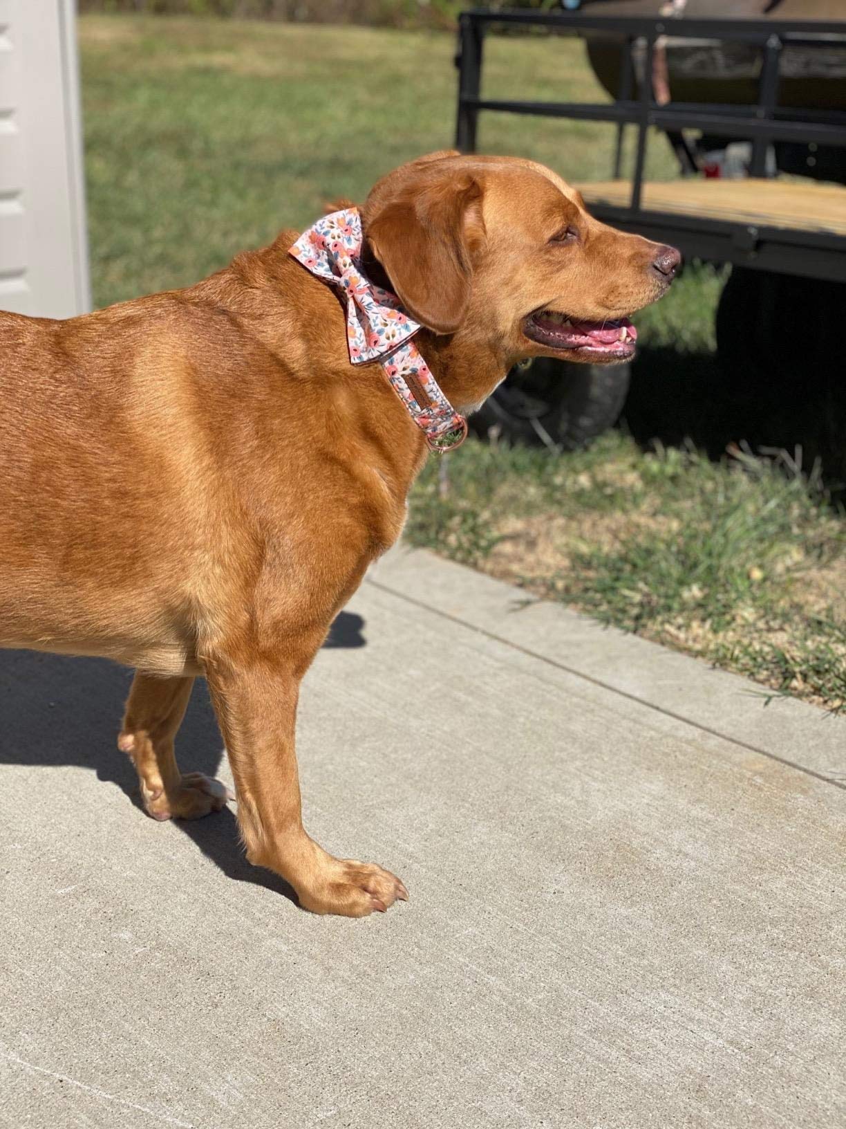 Stylish Adjustable Dog & Cat Collar with Bow Tie - Unique Paws Design for Small, Medium & Large Pets - Perfect for Parties, Photos & Special Occasions