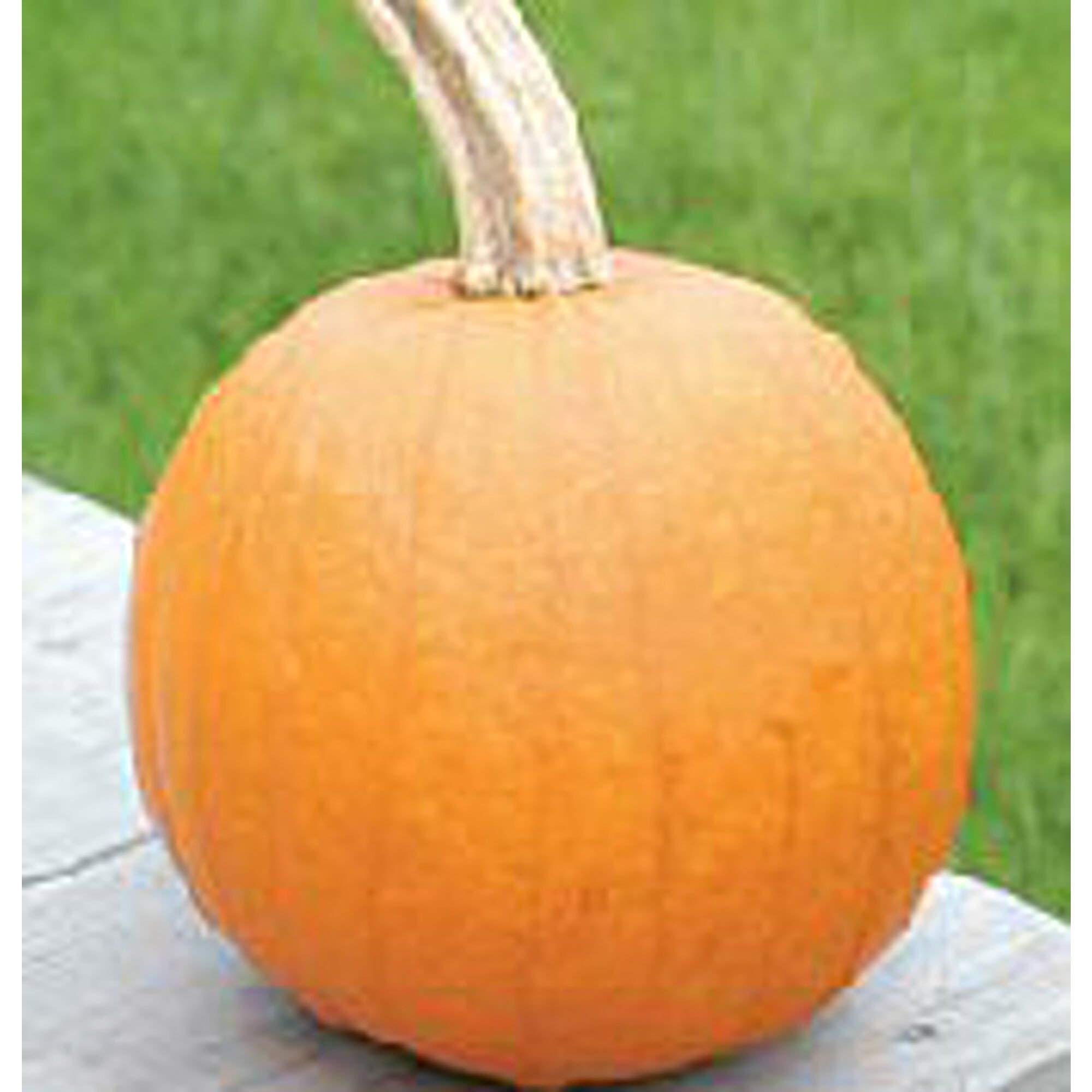 Organic Baby Pam Pumpkin Seeds (25+ Seeds) - Non-GMO Heirloom Variety for Home Vegetable Gardening | Perfect for Fall Decorations, Pumpkin Patches & Baking