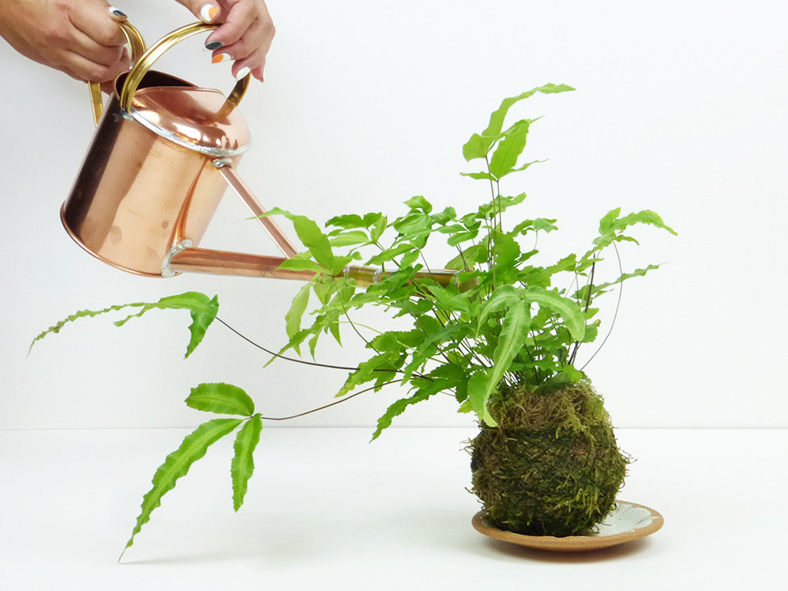Negishi Industry Co. Bon Joro Watering Can – Premium Garden Watering Can for Indoor & Outdoor Plants, Flowers, and Herb Gardens – Durable & Ergonomic Design for Easy Watering