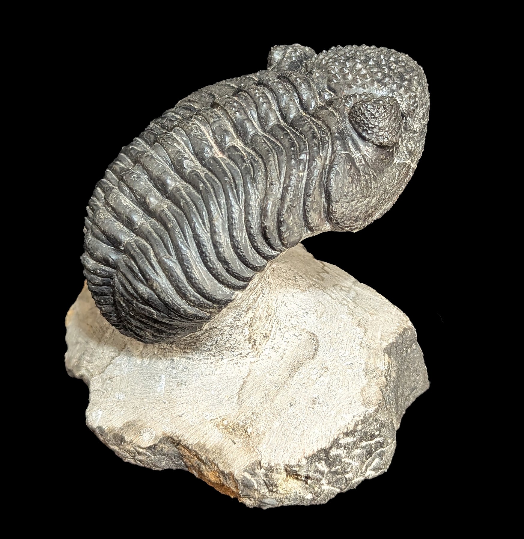 Authentic Trilobite Drotops Megalomanicus Fossil in Matrix - Rare Paleozoic Era Specimen for Collectors & Home Decor