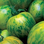 Organic Green Zebra Tomato Seeds - Heirloom Variety, Non-GMO, Bulk Pack of 1,000 Seeds for Home Gardening, Urban Farming & Sustainable Agriculture | Seed Kingdom